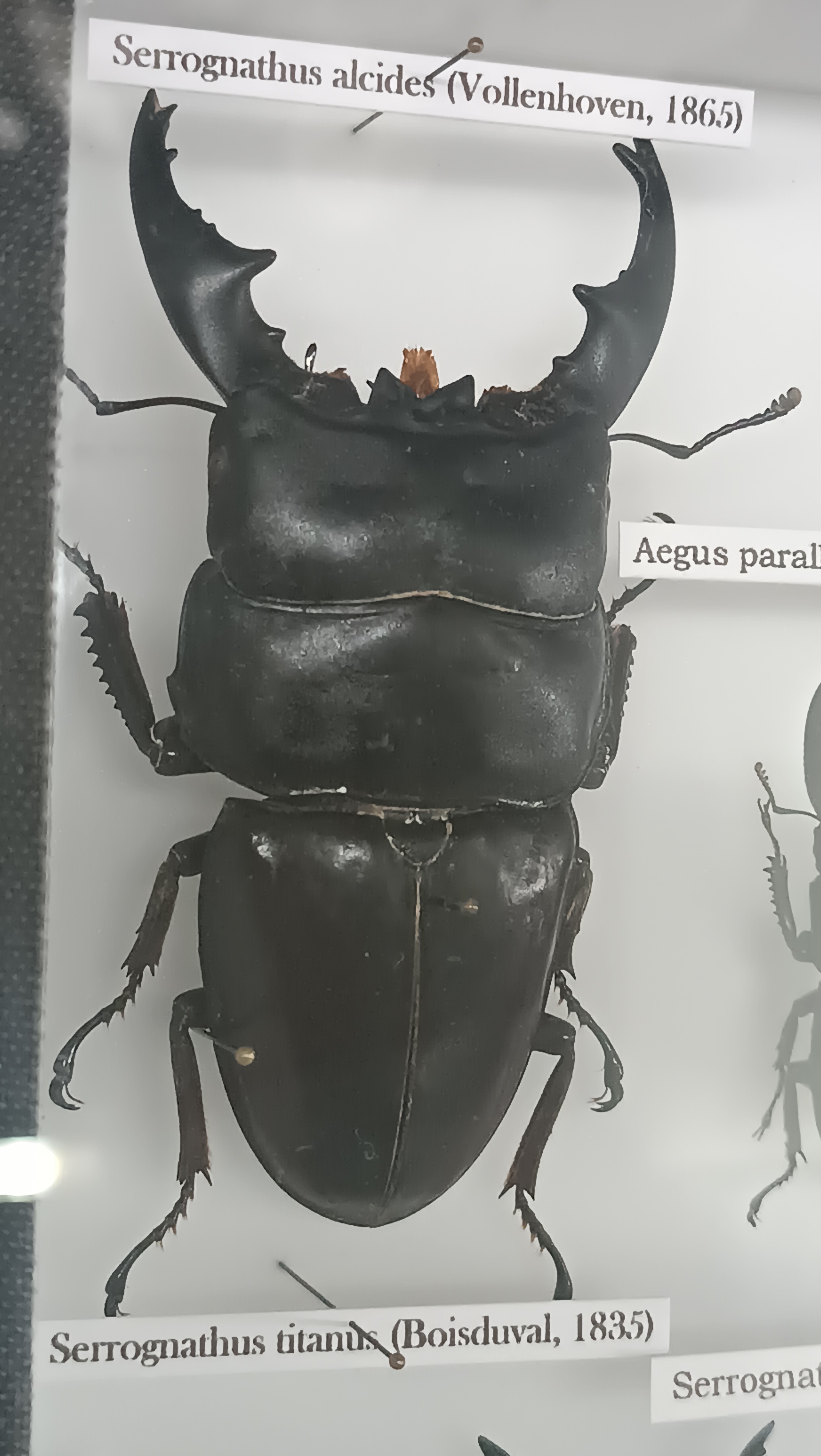 Muzeum motýlů a brouků Hlinsko foto 4