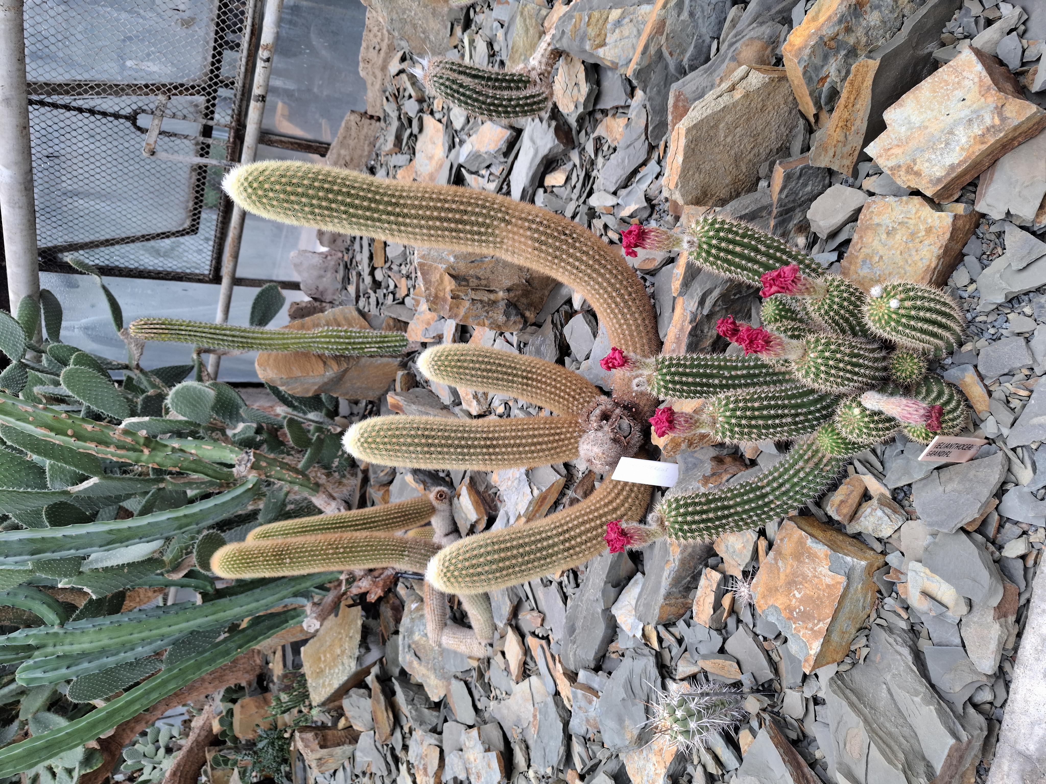 Sbírkové skleníky Výstaviště Flora Olomouc foto 2
