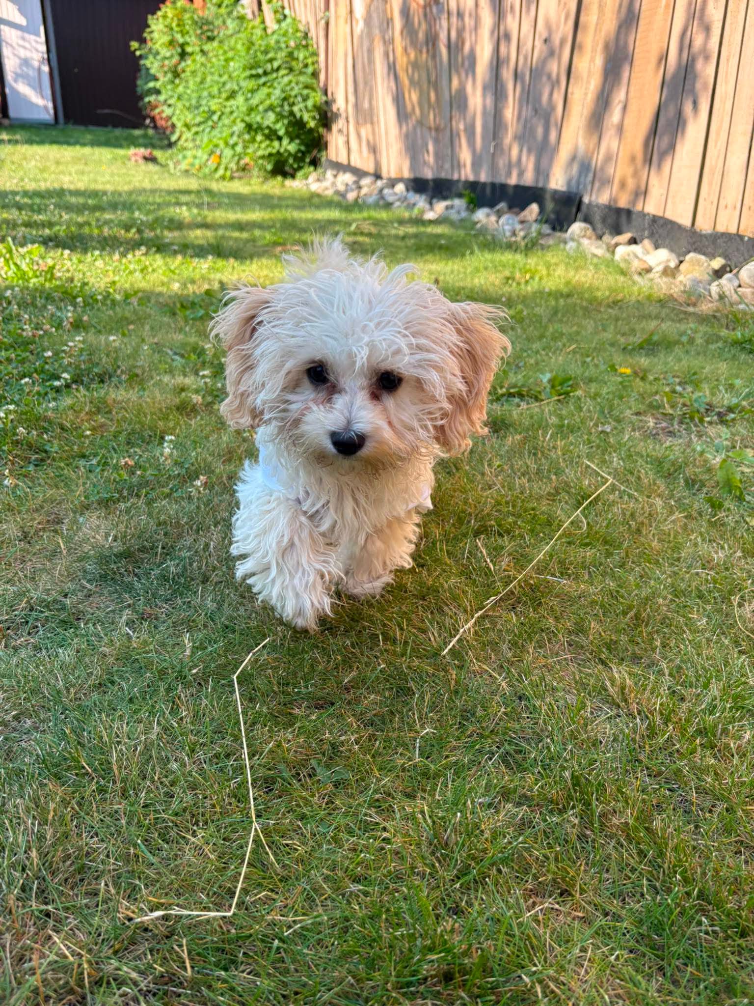 Veterinární ordinace MaScHEER foto 2