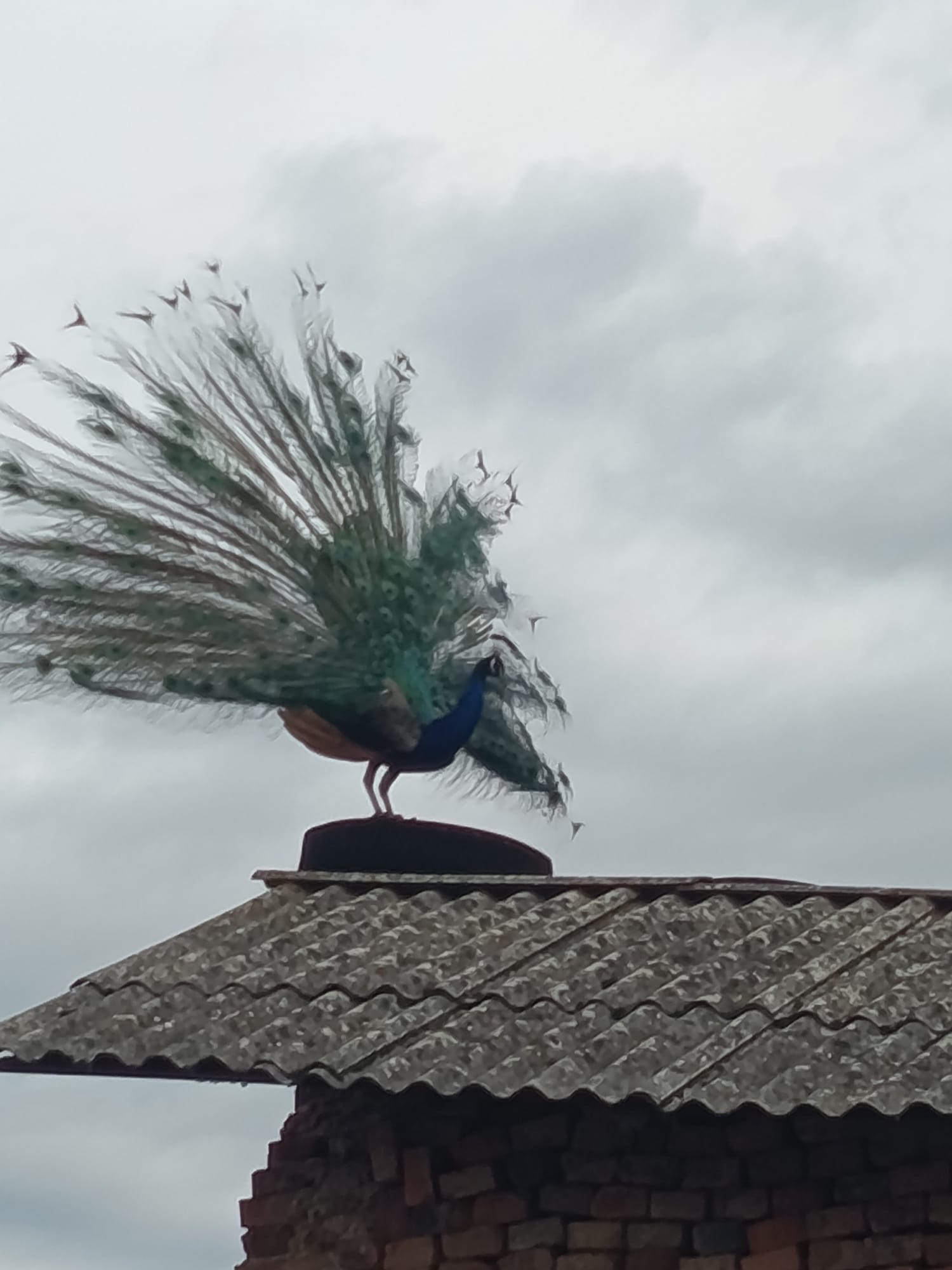 Zemědělský skanzen U Havlíčků foto 3