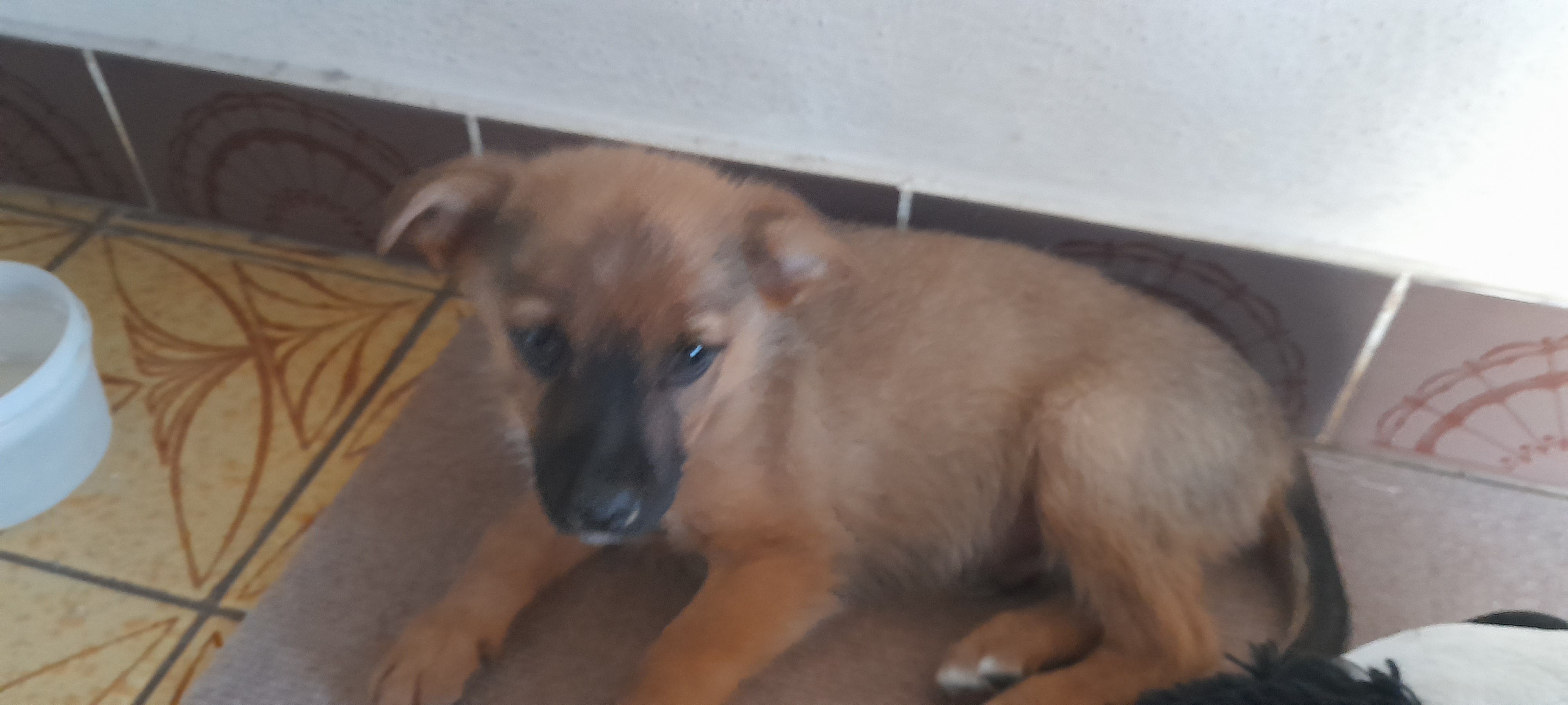 Technické služby Havlíčkův Brod foto 1