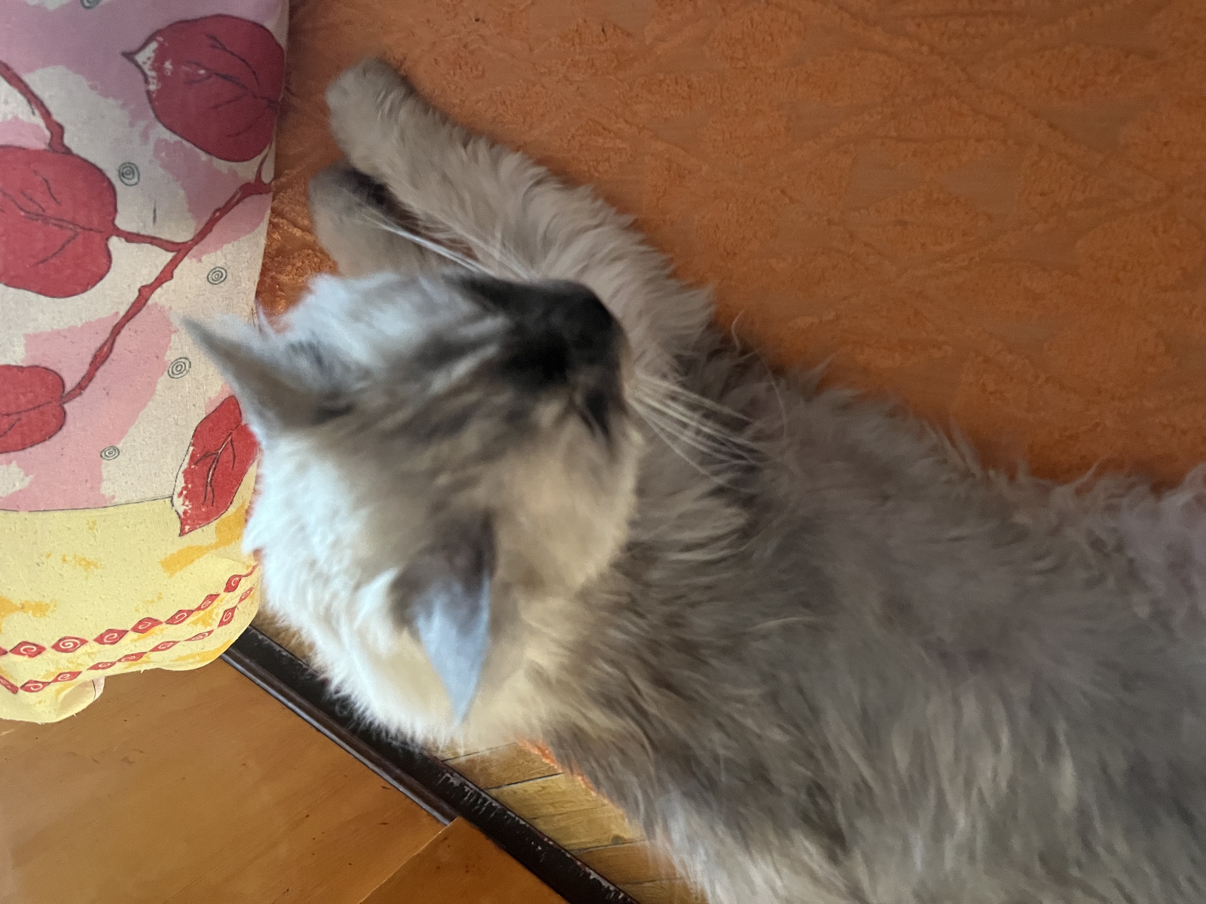 Veterina U Kryšpína Hlinsko - MVDr. Petra Korábová foto 4