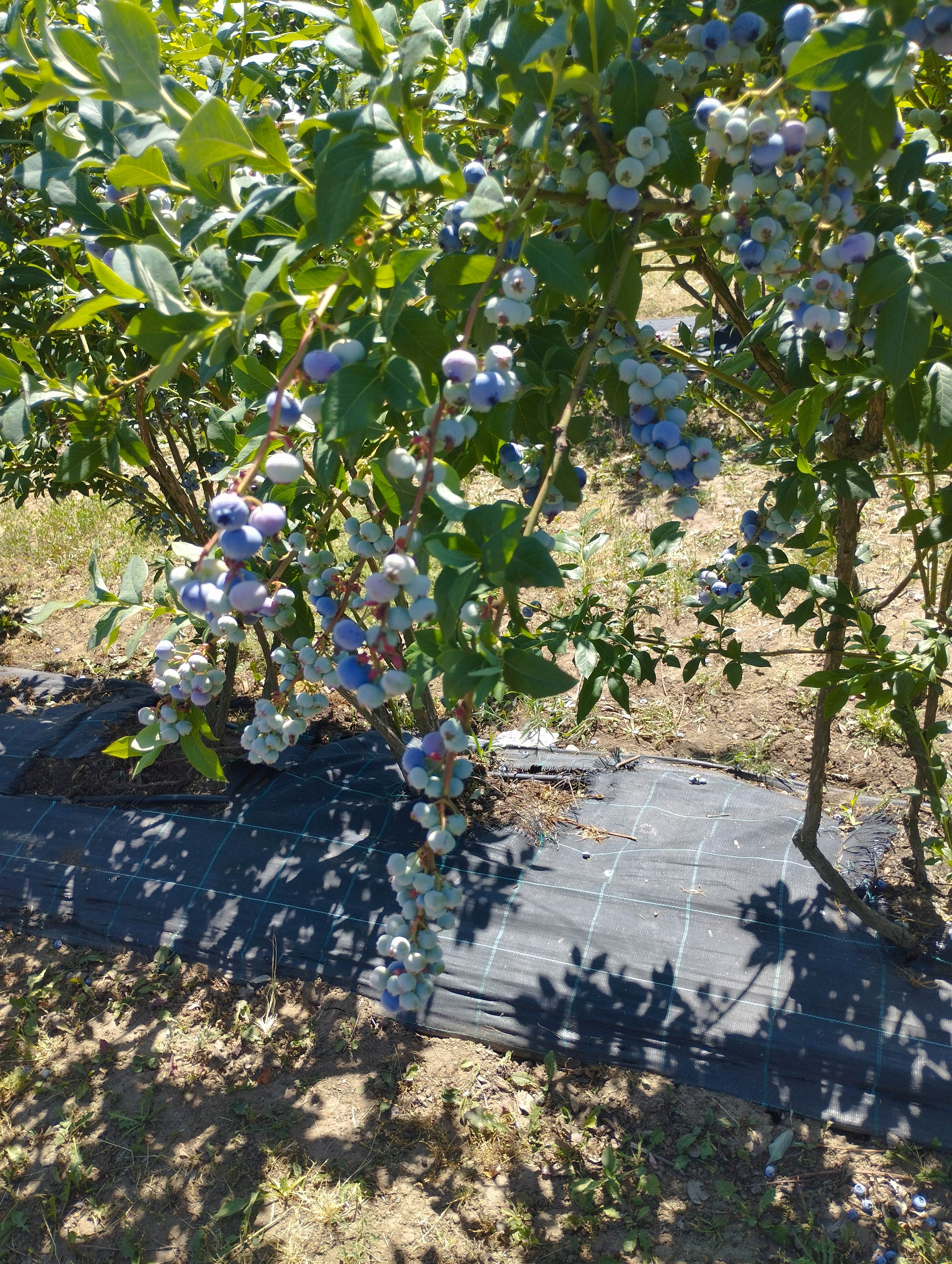 AGRO Fabičovic foto 6