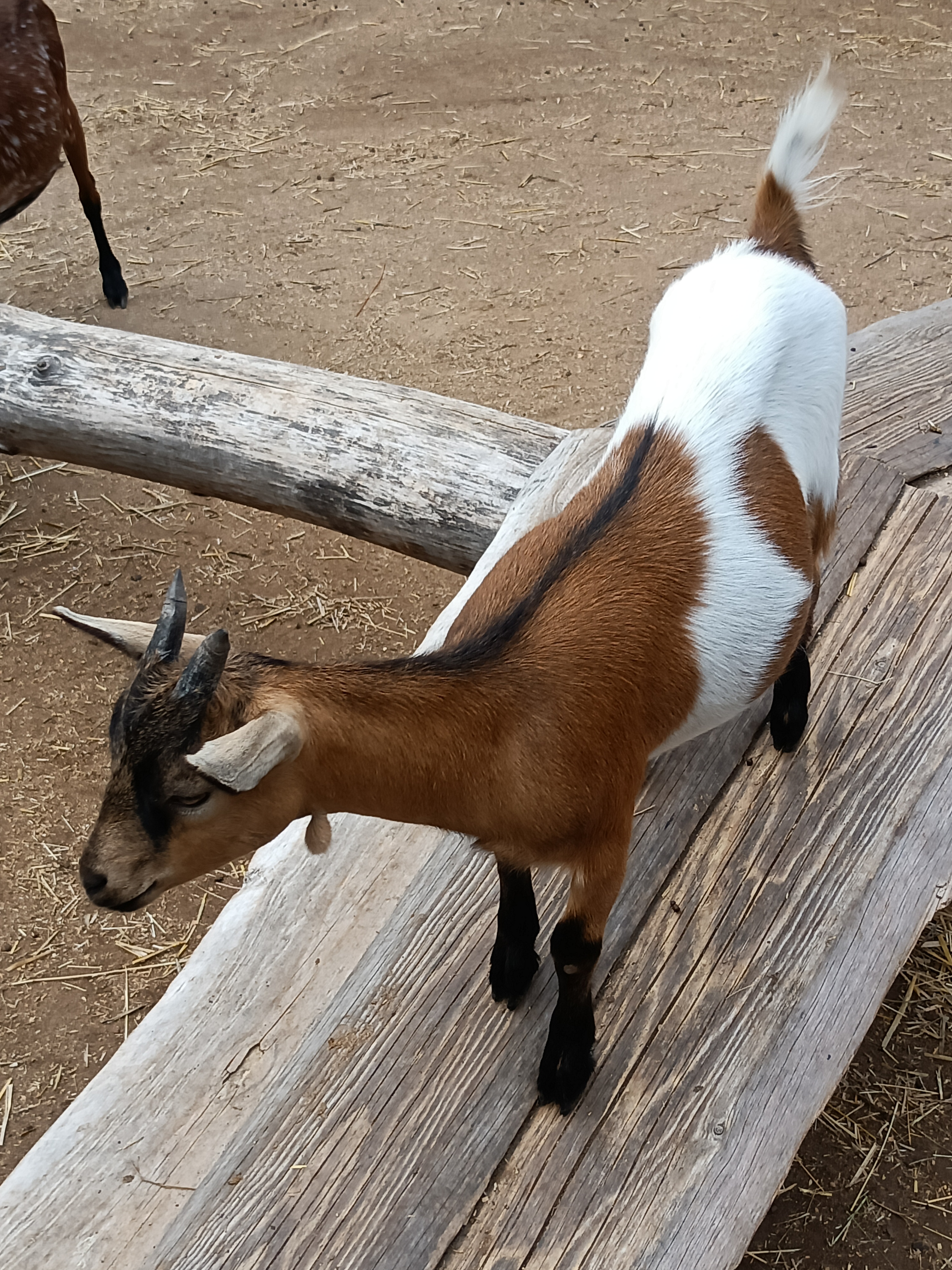 ZOOPARK Doksy foto 3