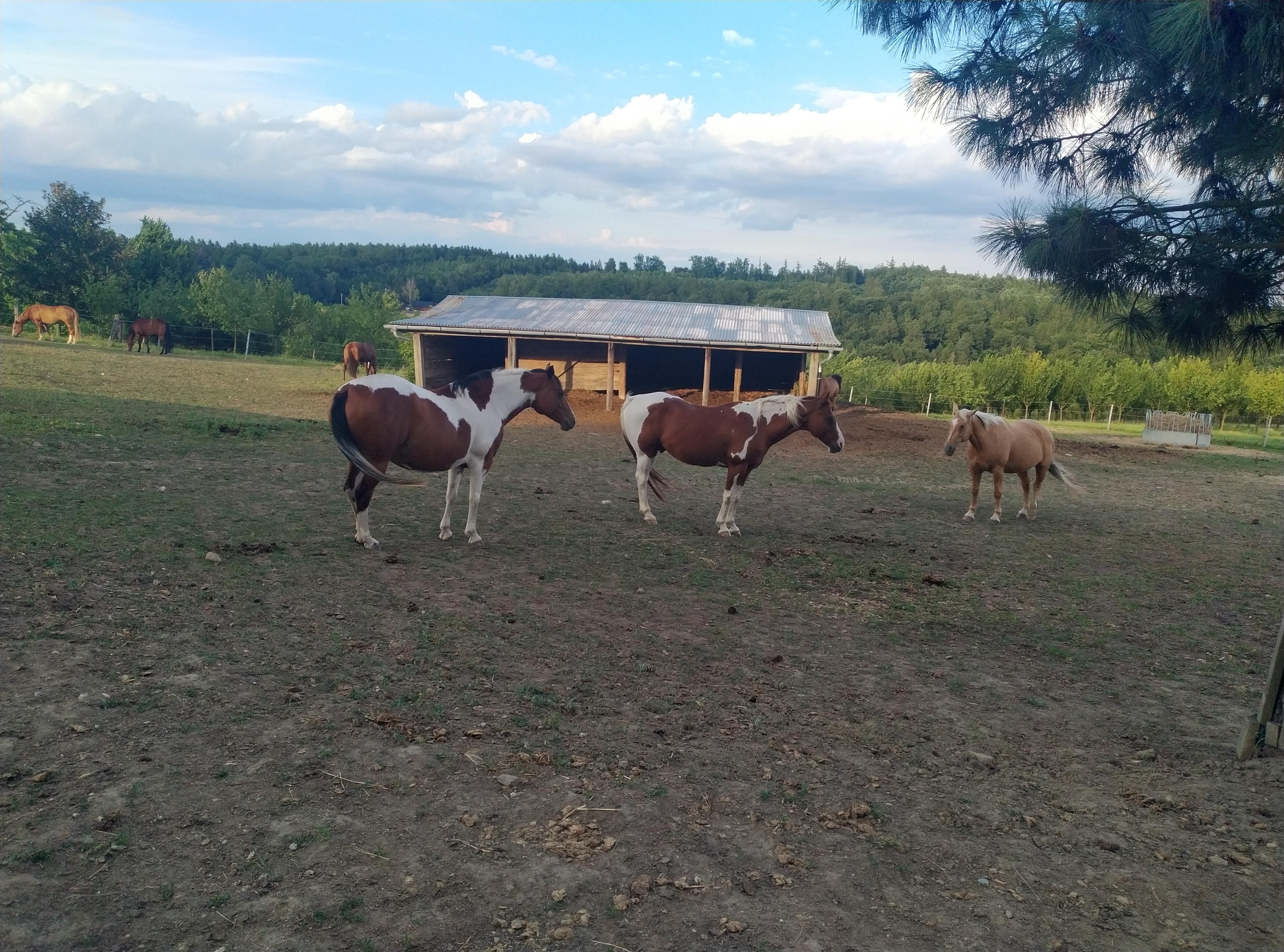 Ranč Kostelany foto 4