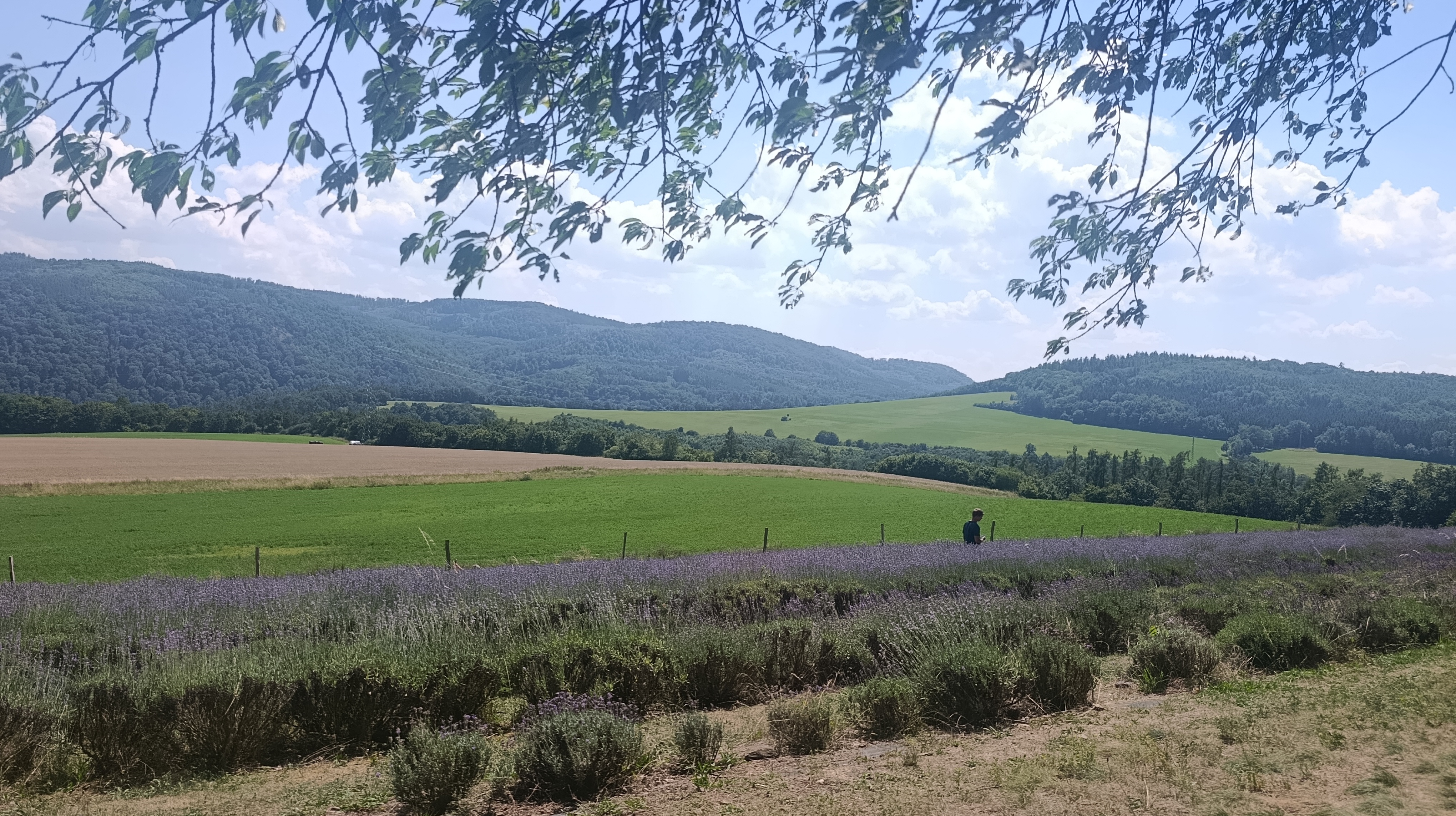 Křivoklátská levandule foto 3