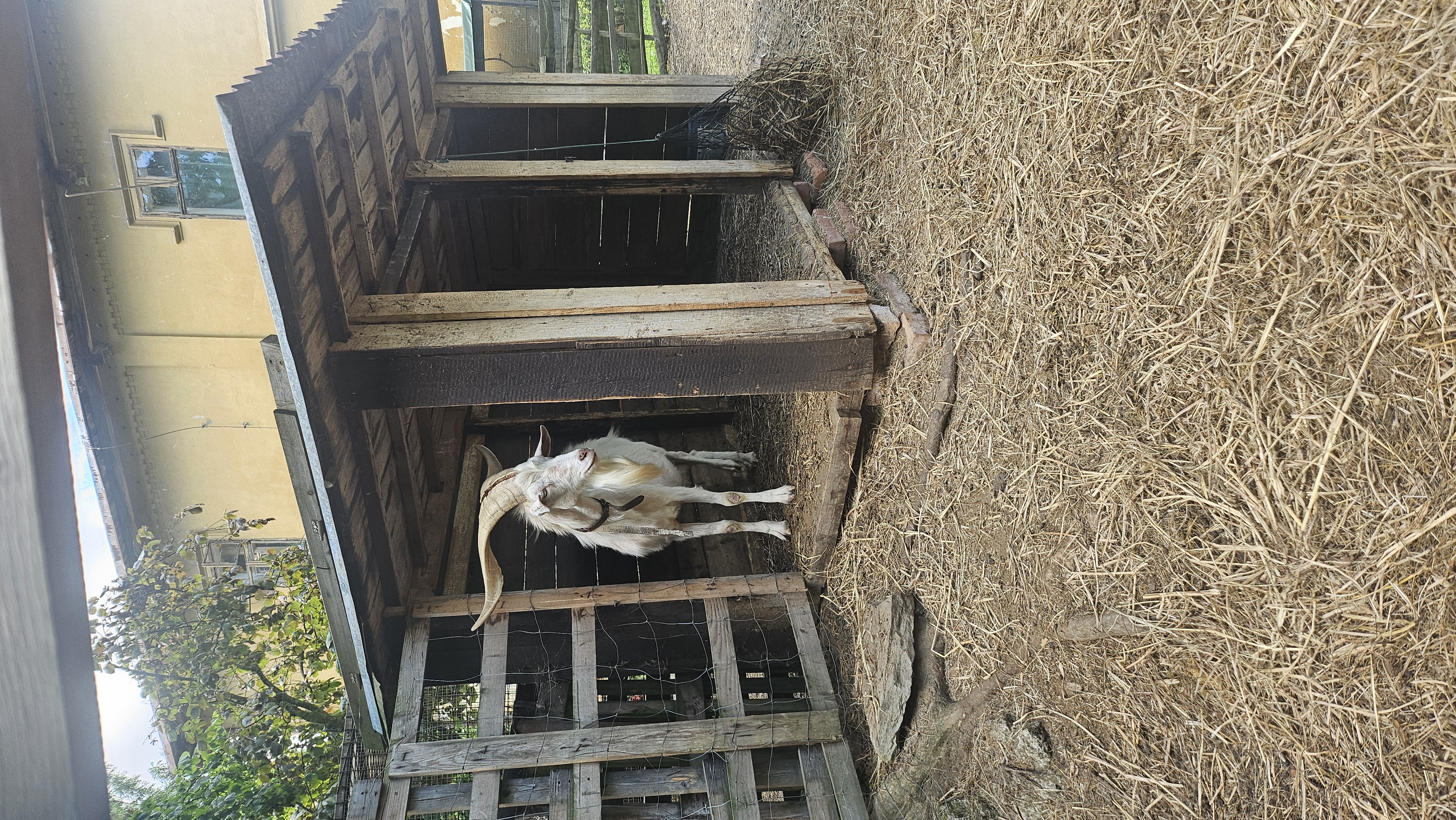 Farma Dubno foto 4