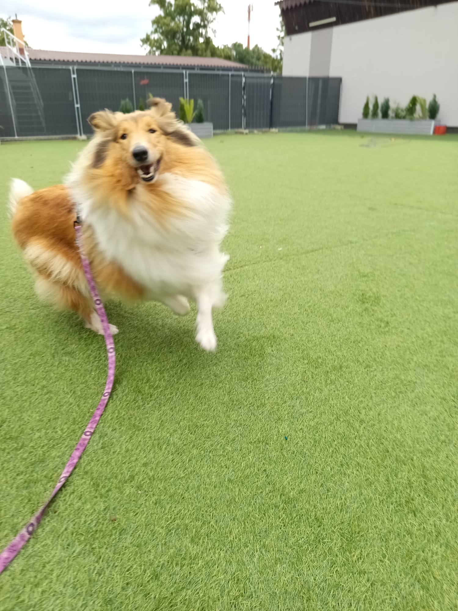 DOGvillage foto 2