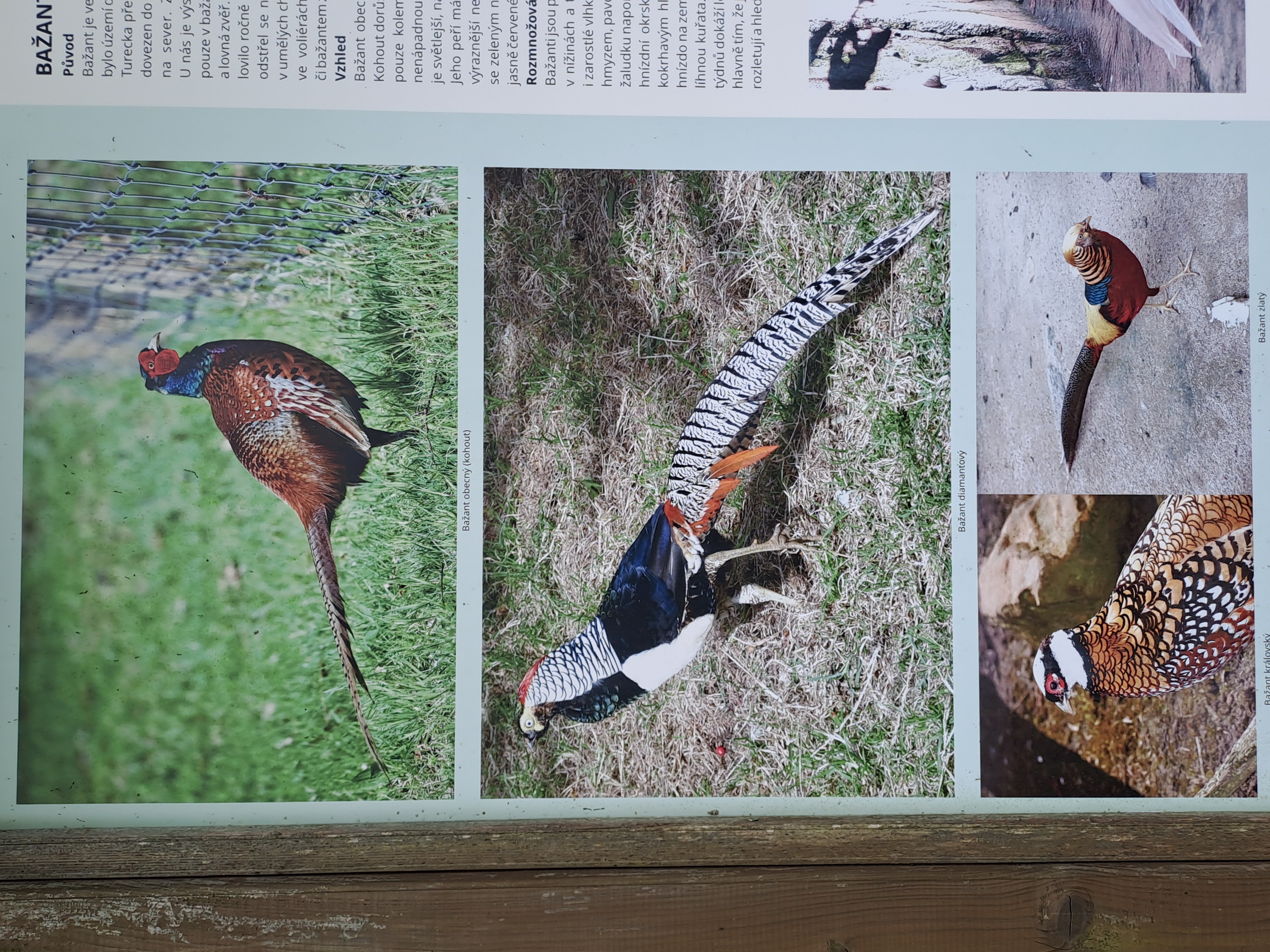 Zoopark Holčovice foto 4