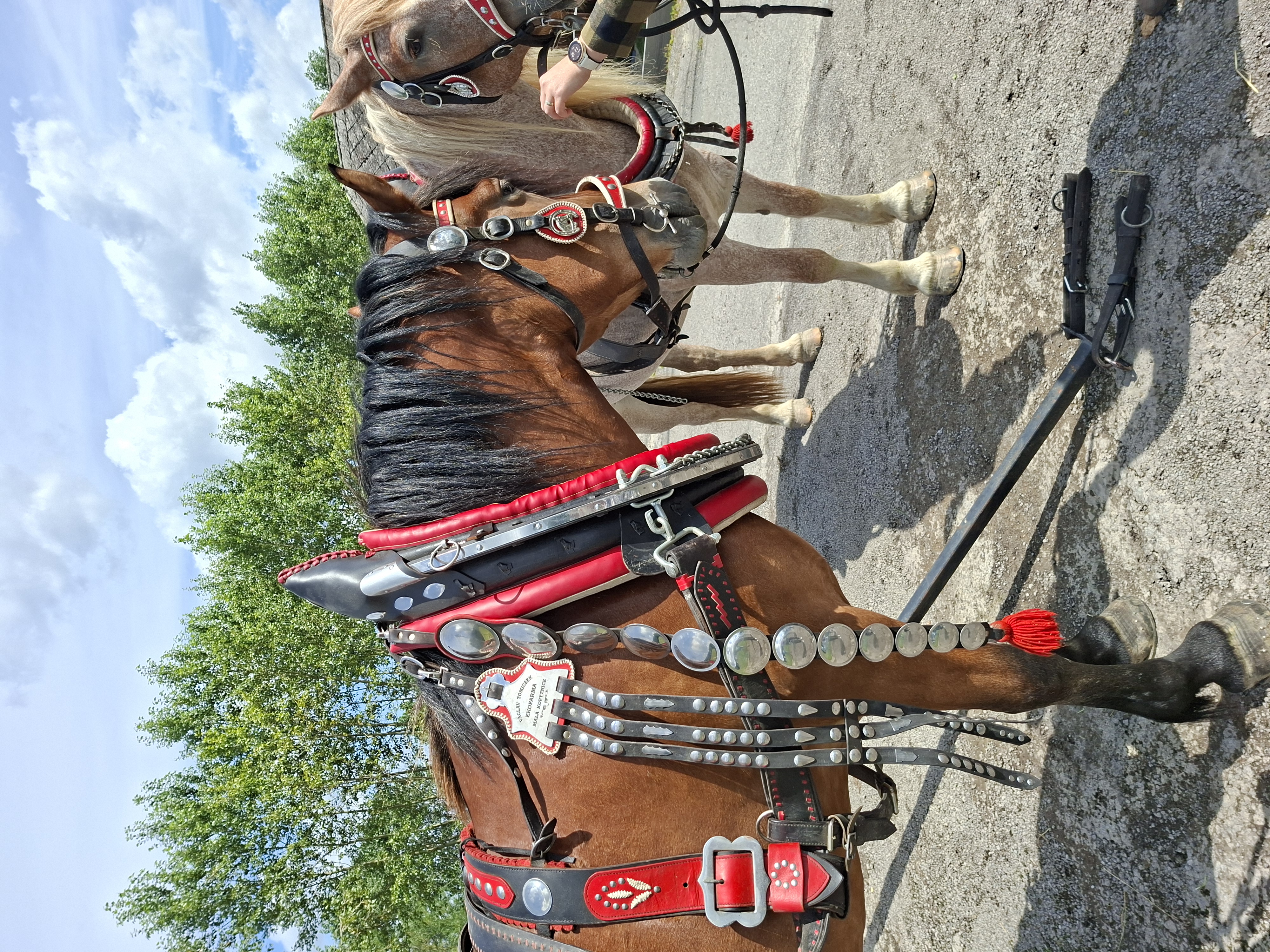 Chov koní MALÁ KOPYTNICE foto 6