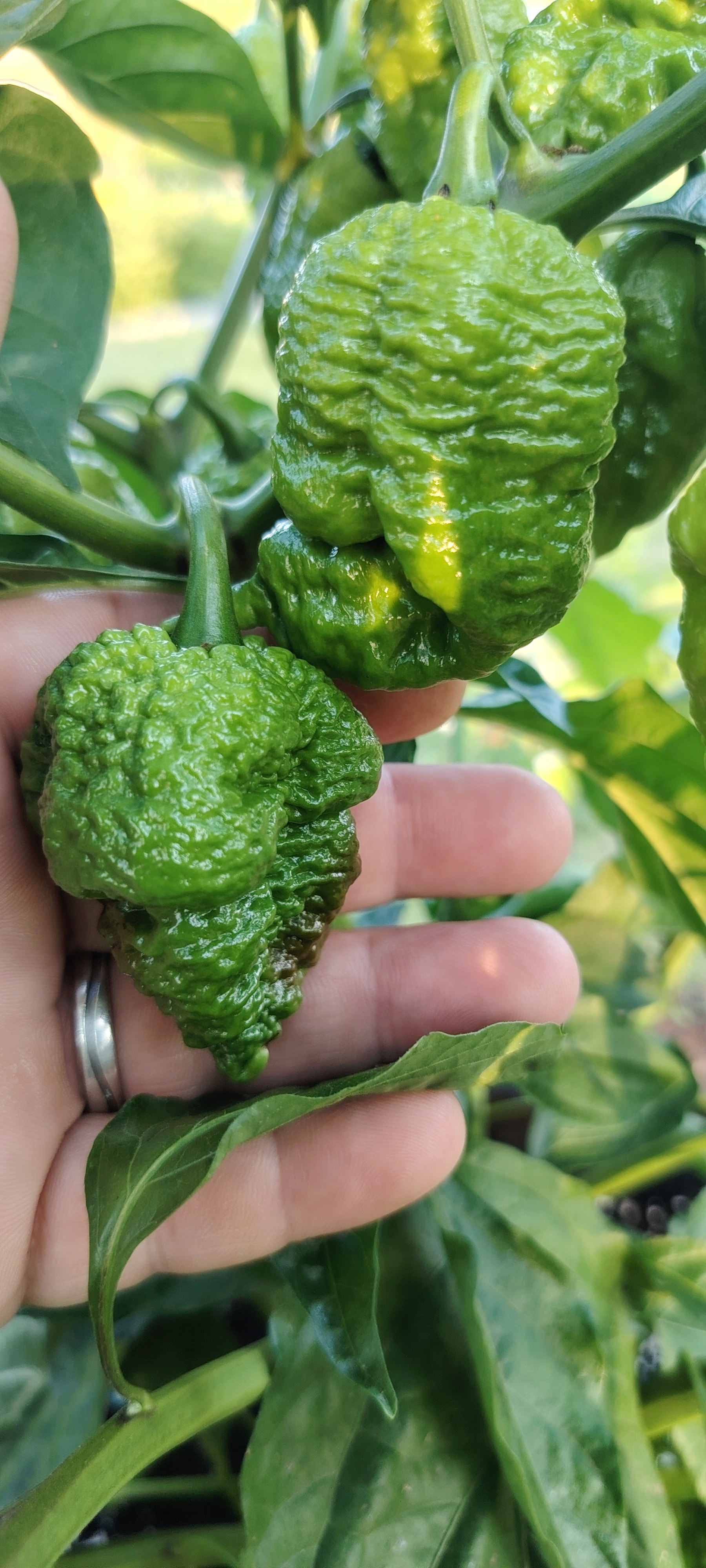 Semínka-Chilli.cz foto 6
