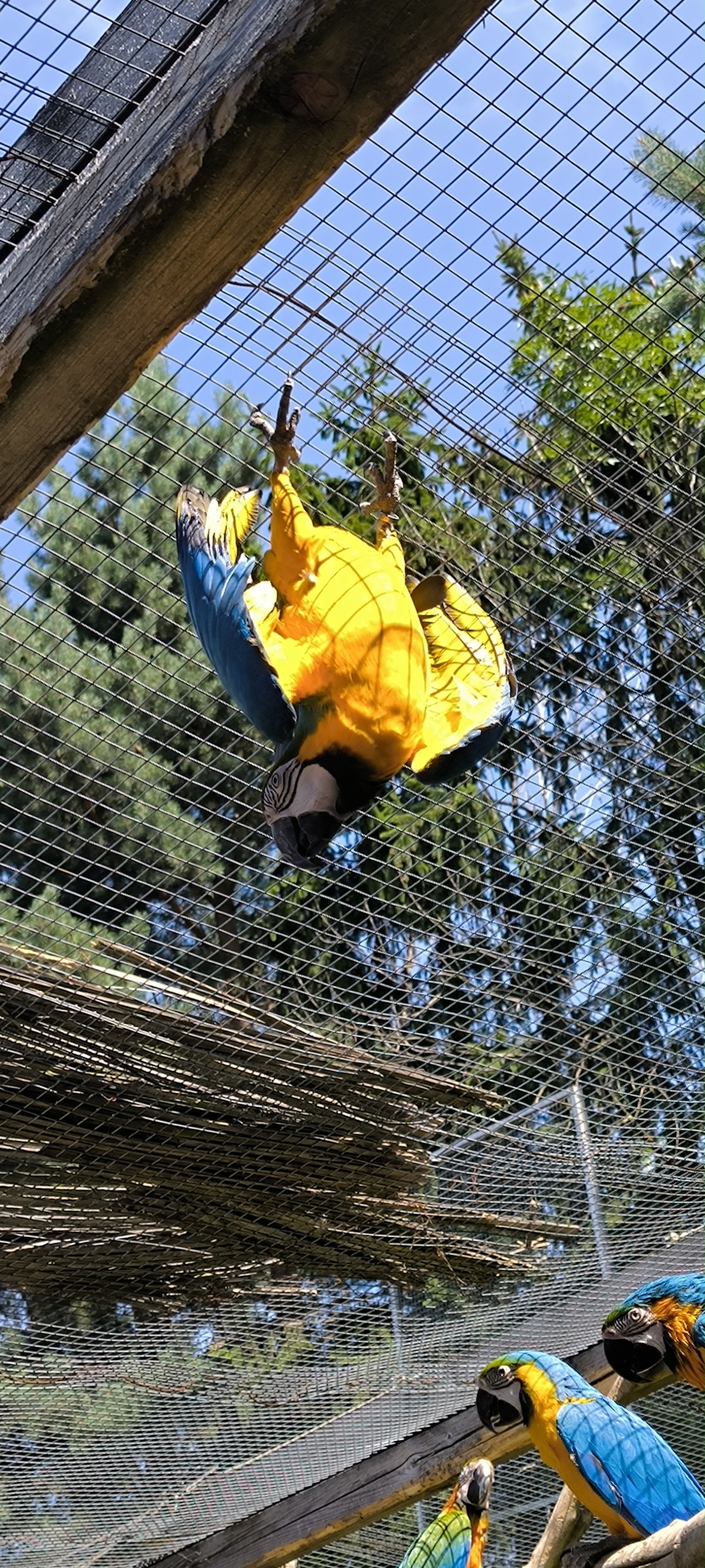 Záchranná stanice PAPOUŠČÍ RÁJ foto 6