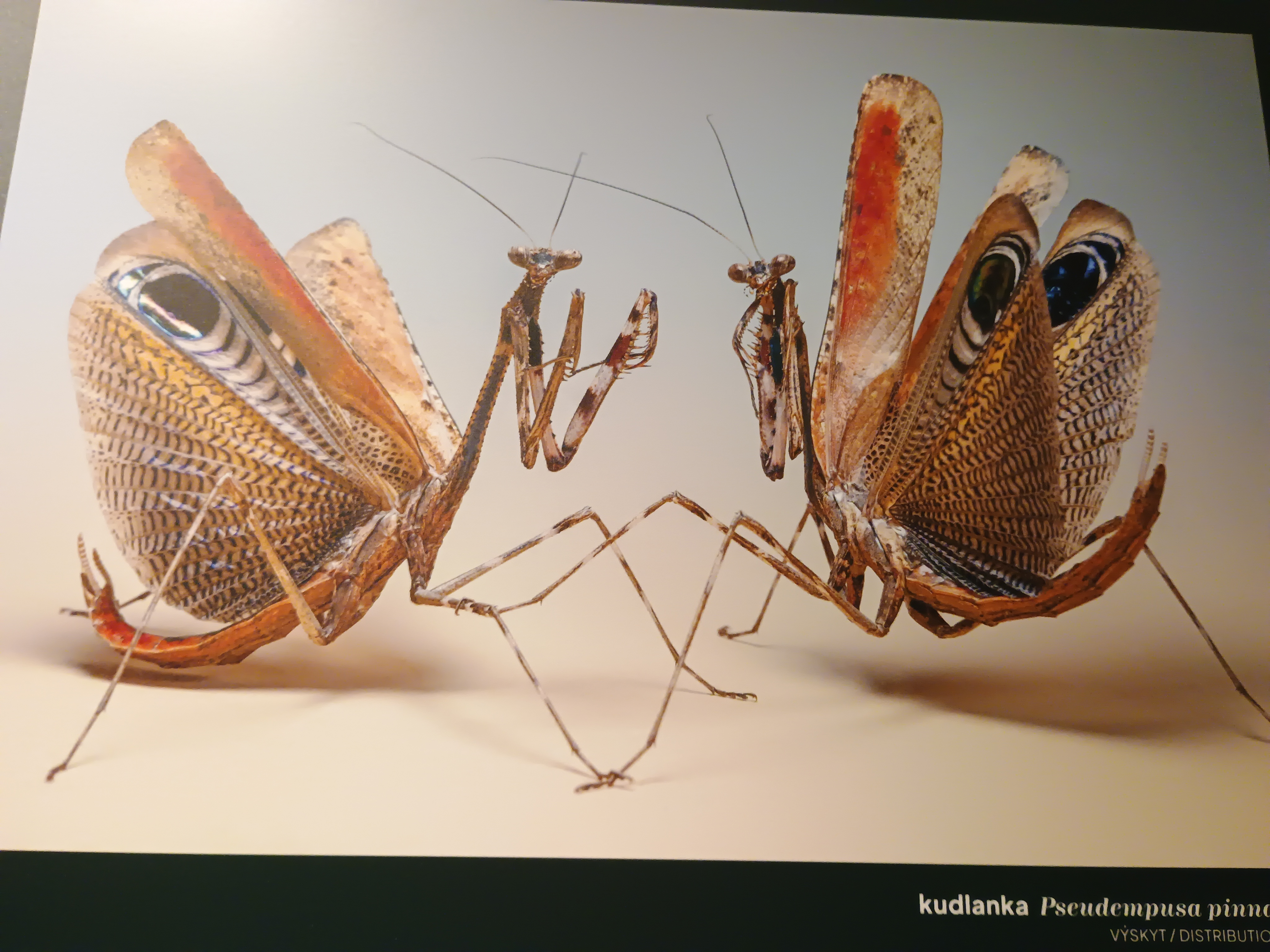 Dietrichsteinský palác foto 3