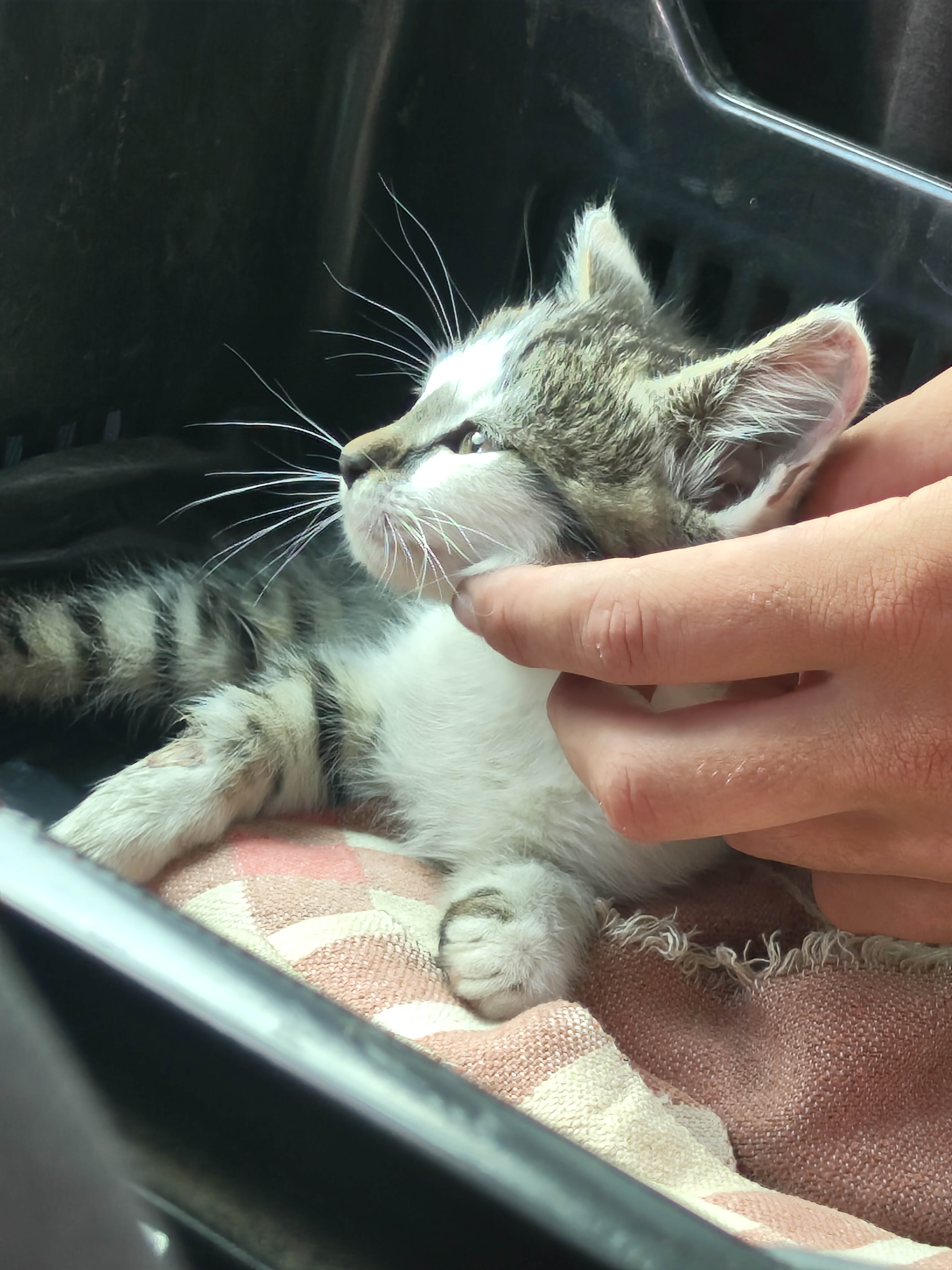 Veterinární ordinace MVDr. Eva Rouseková foto 1
