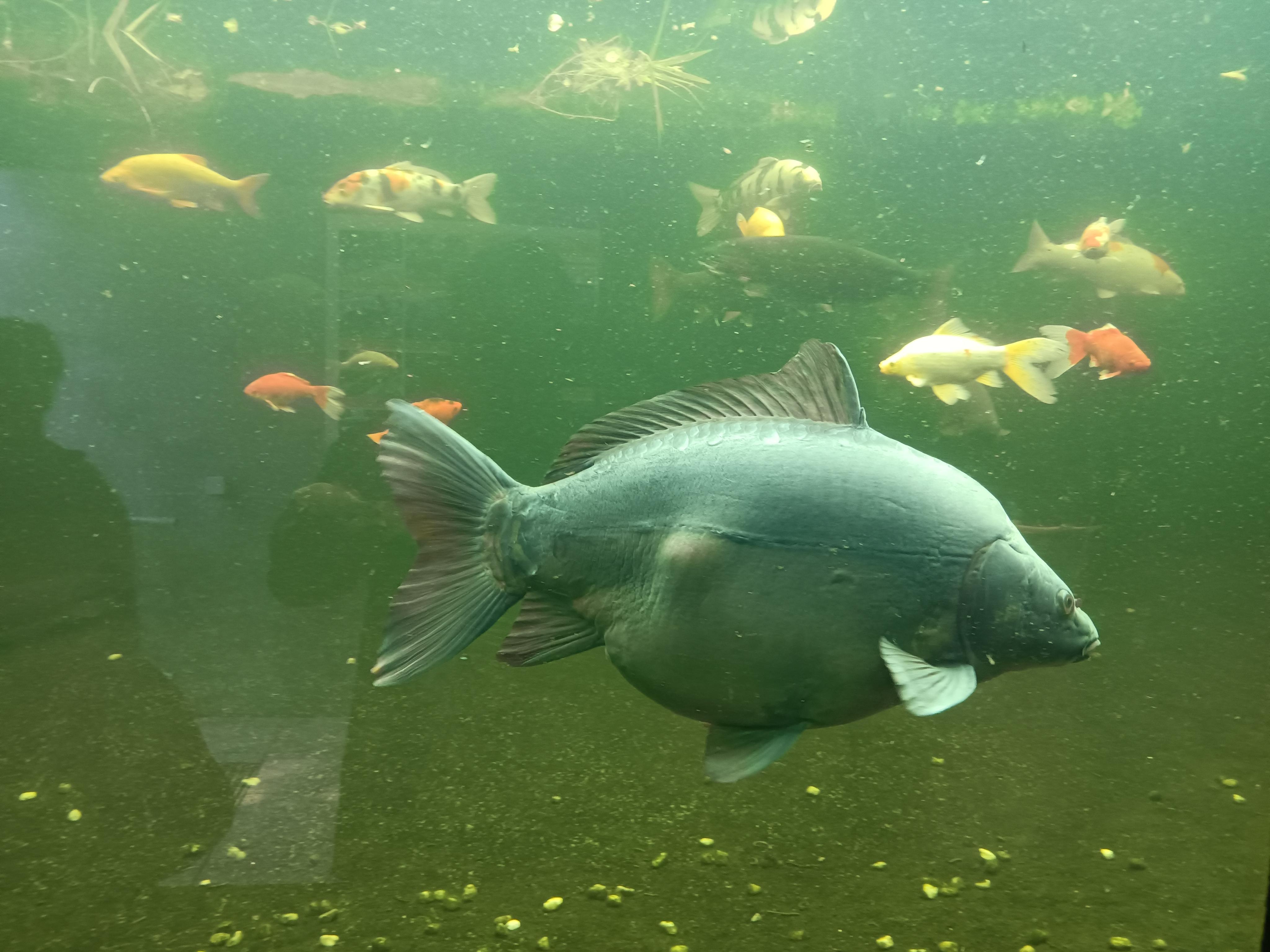 Rybářské muzeum Vodňany foto 3