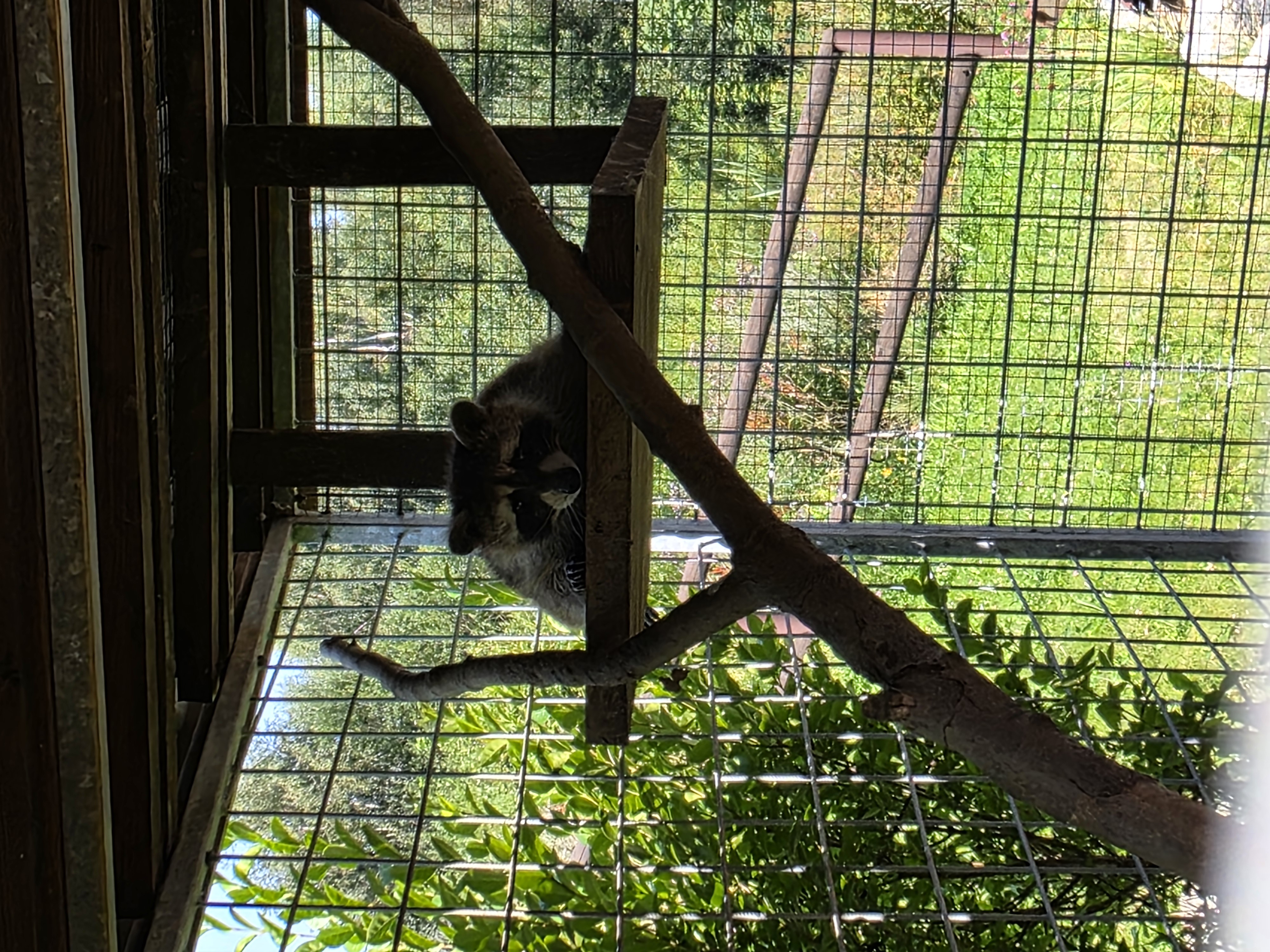 Koně v Jizerkách foto 4