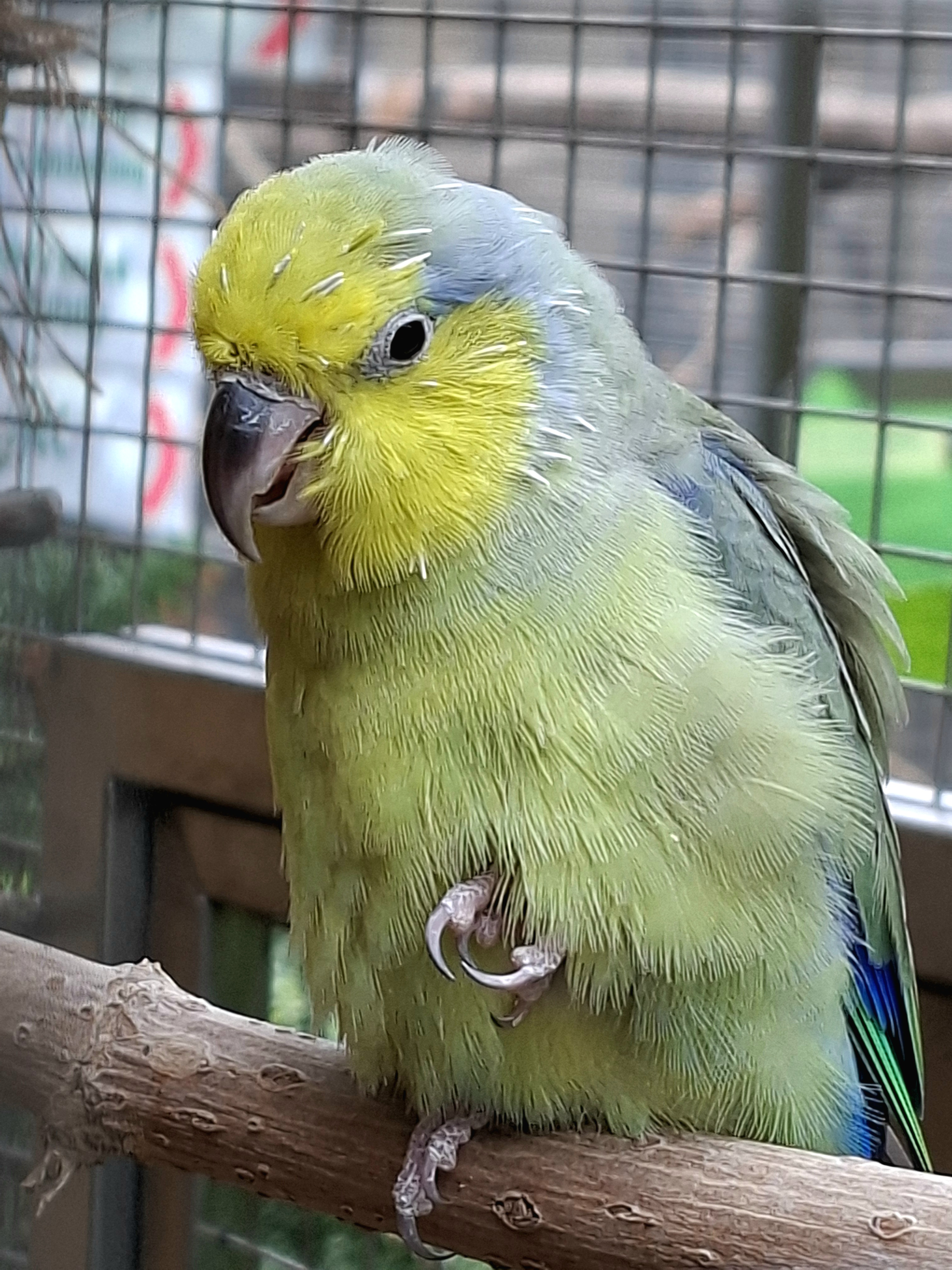 Papoušcí zoologická zahrada foto 3