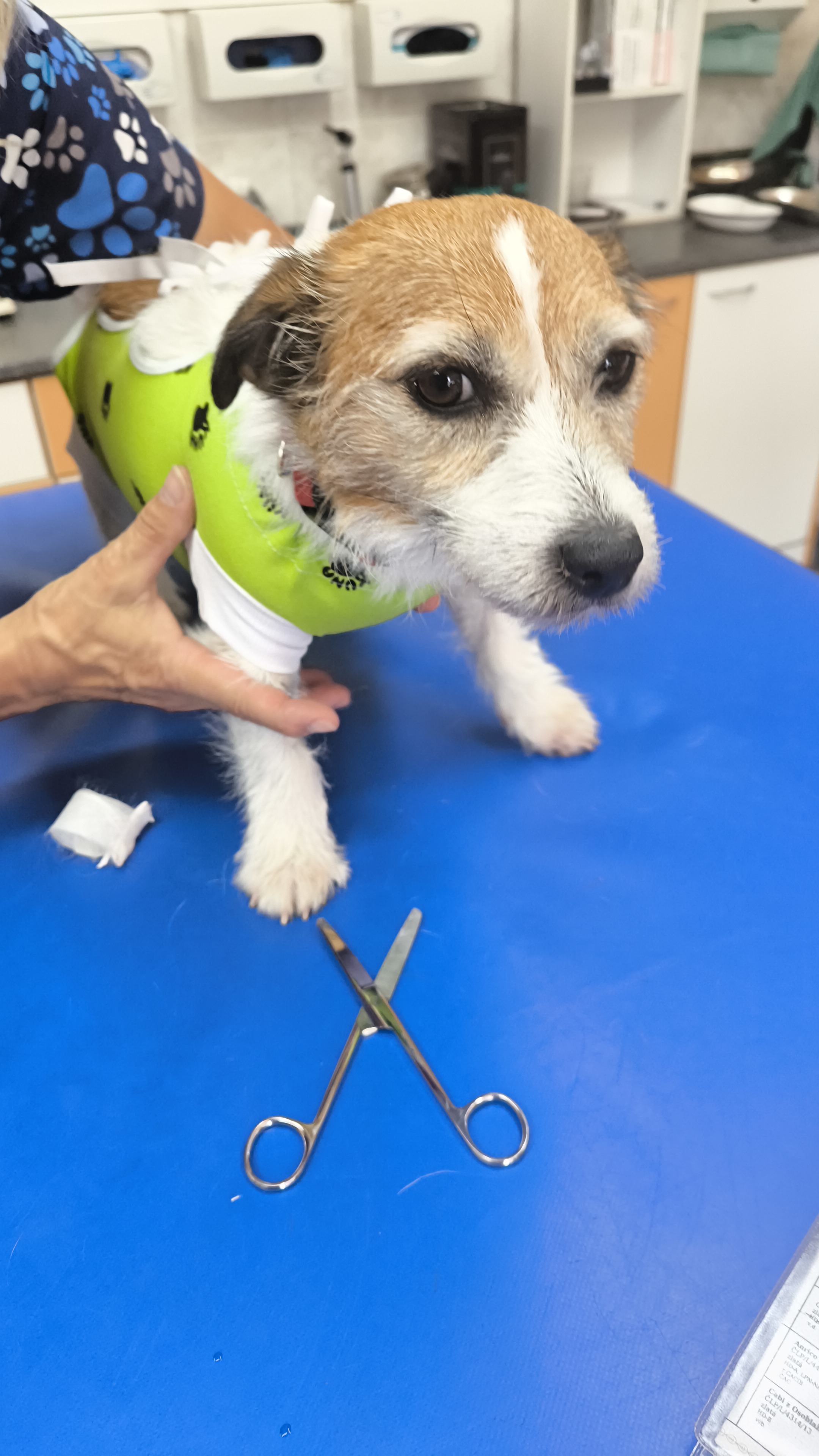 MVDr. Jan Vajc - Veterinární klinika pro malá zvířata foto 1