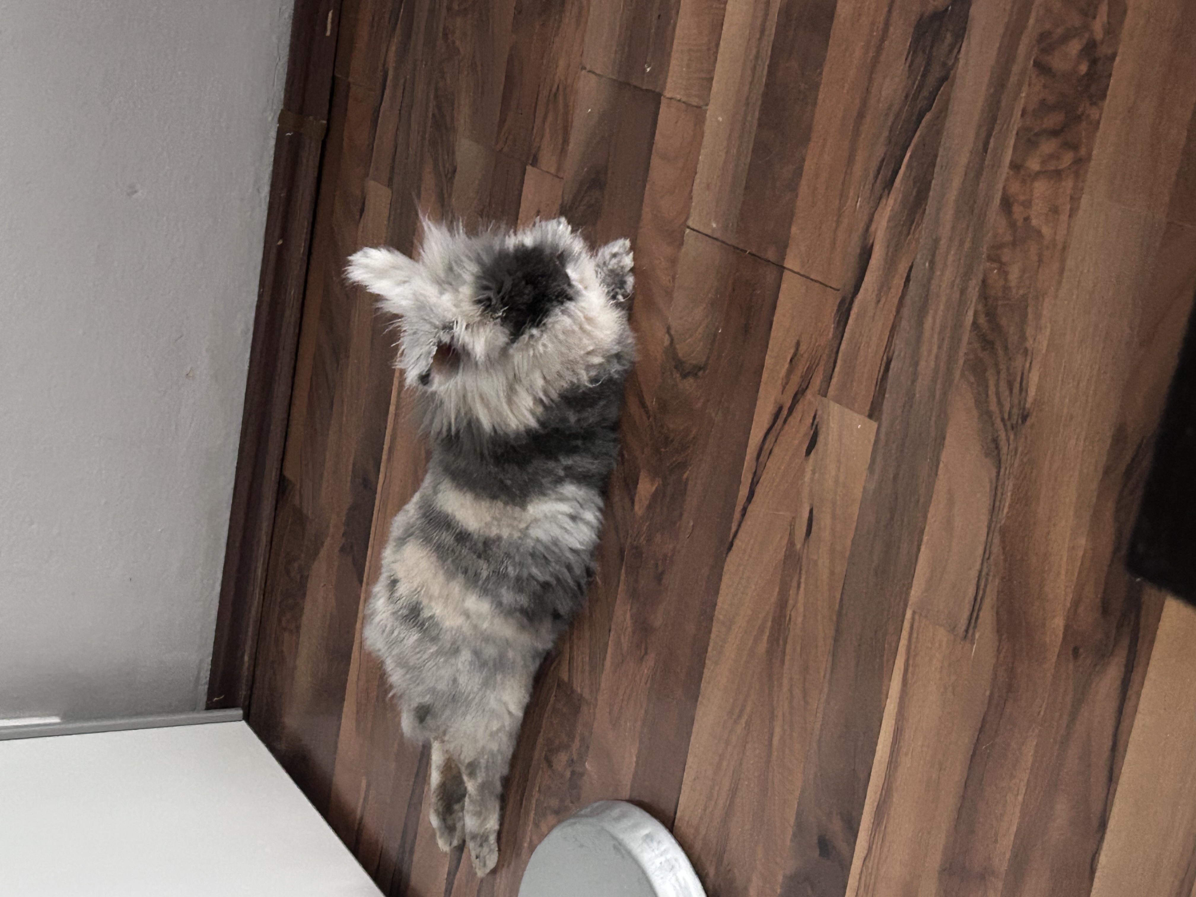 Veterinární lékař - MVDr. Lubomír Borkovec foto 3
