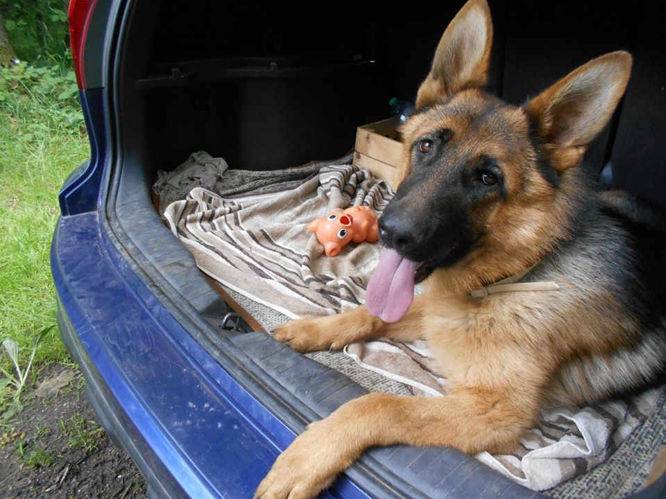 Veterinární ordinace Košťany - MVDr. Petra Martincová foto 3