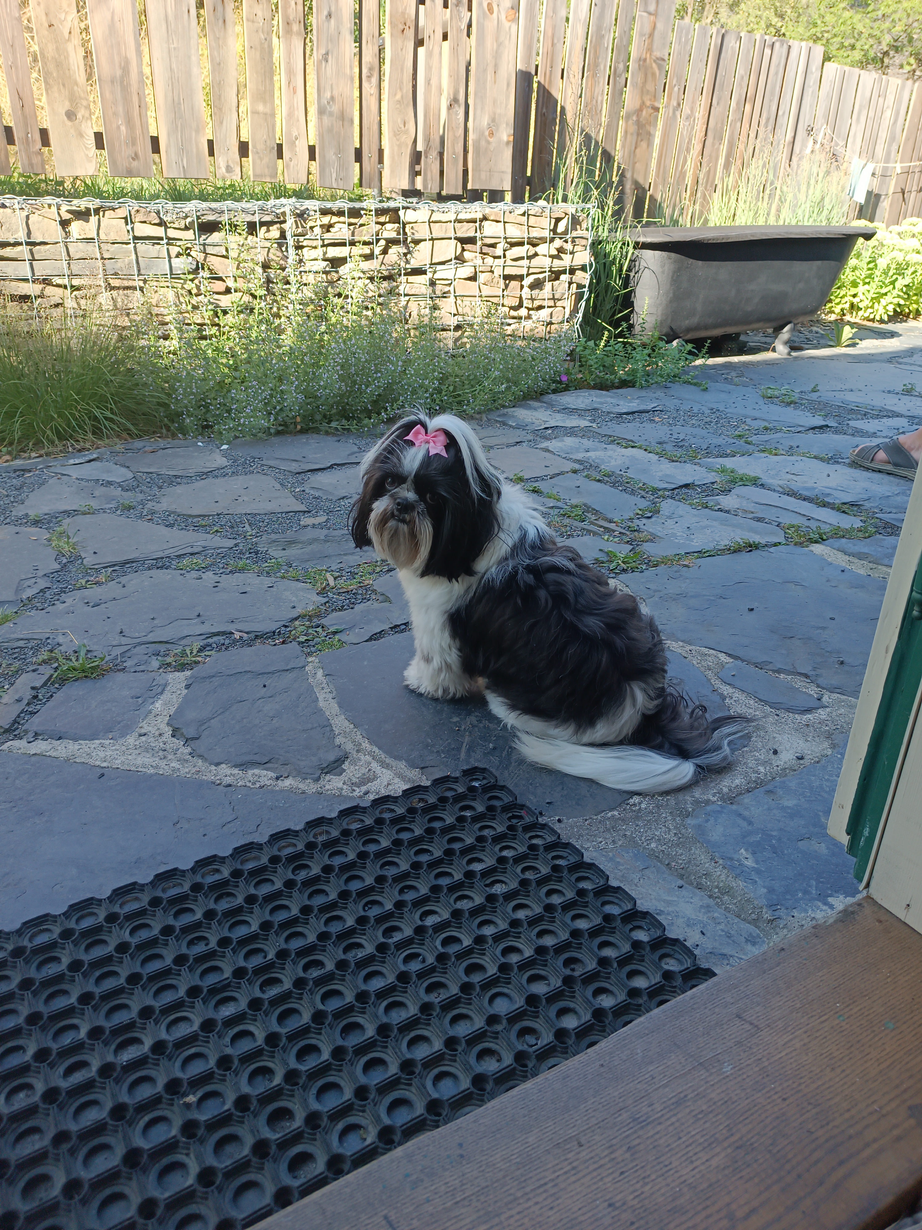 Dog wellness Vítkov foto 4