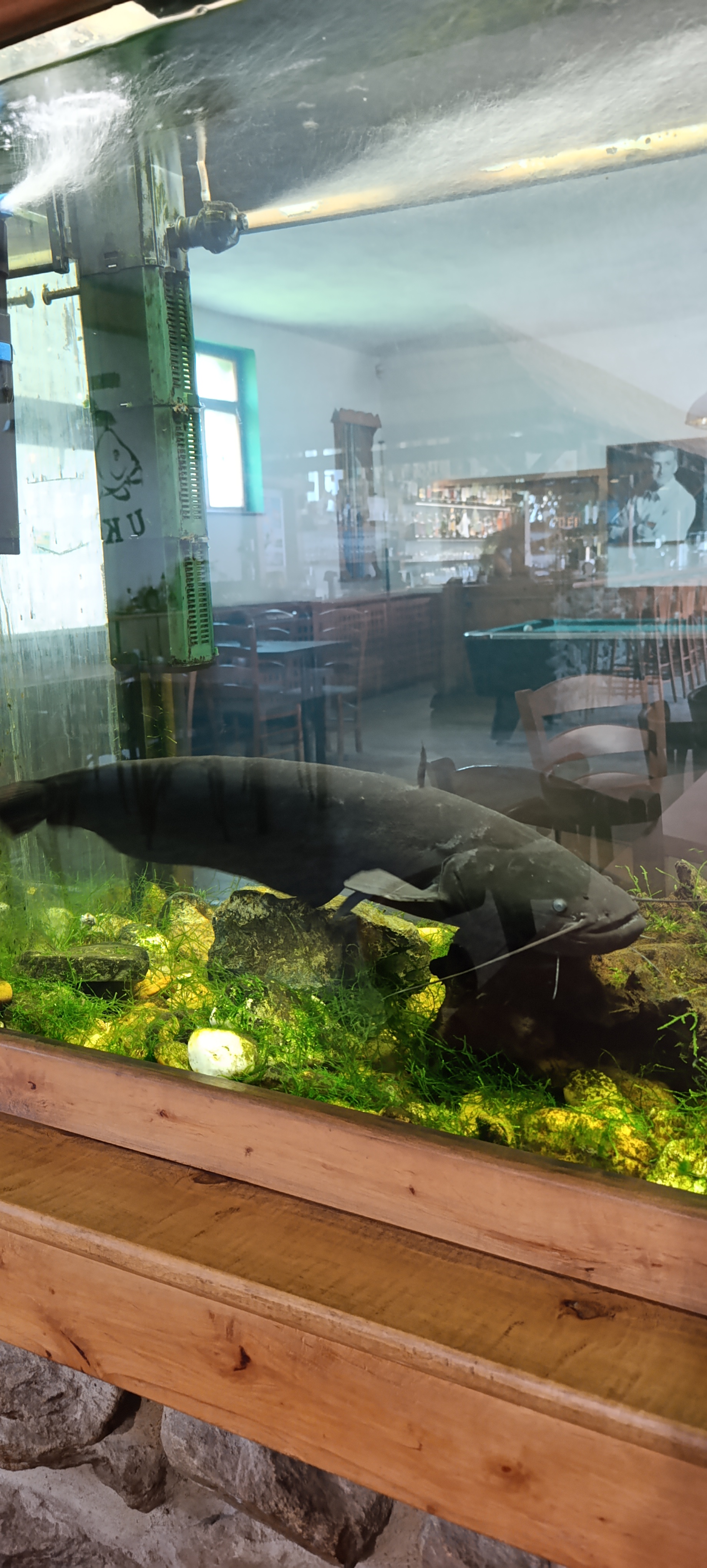 Plzeňská restaurace U Kapra foto 4