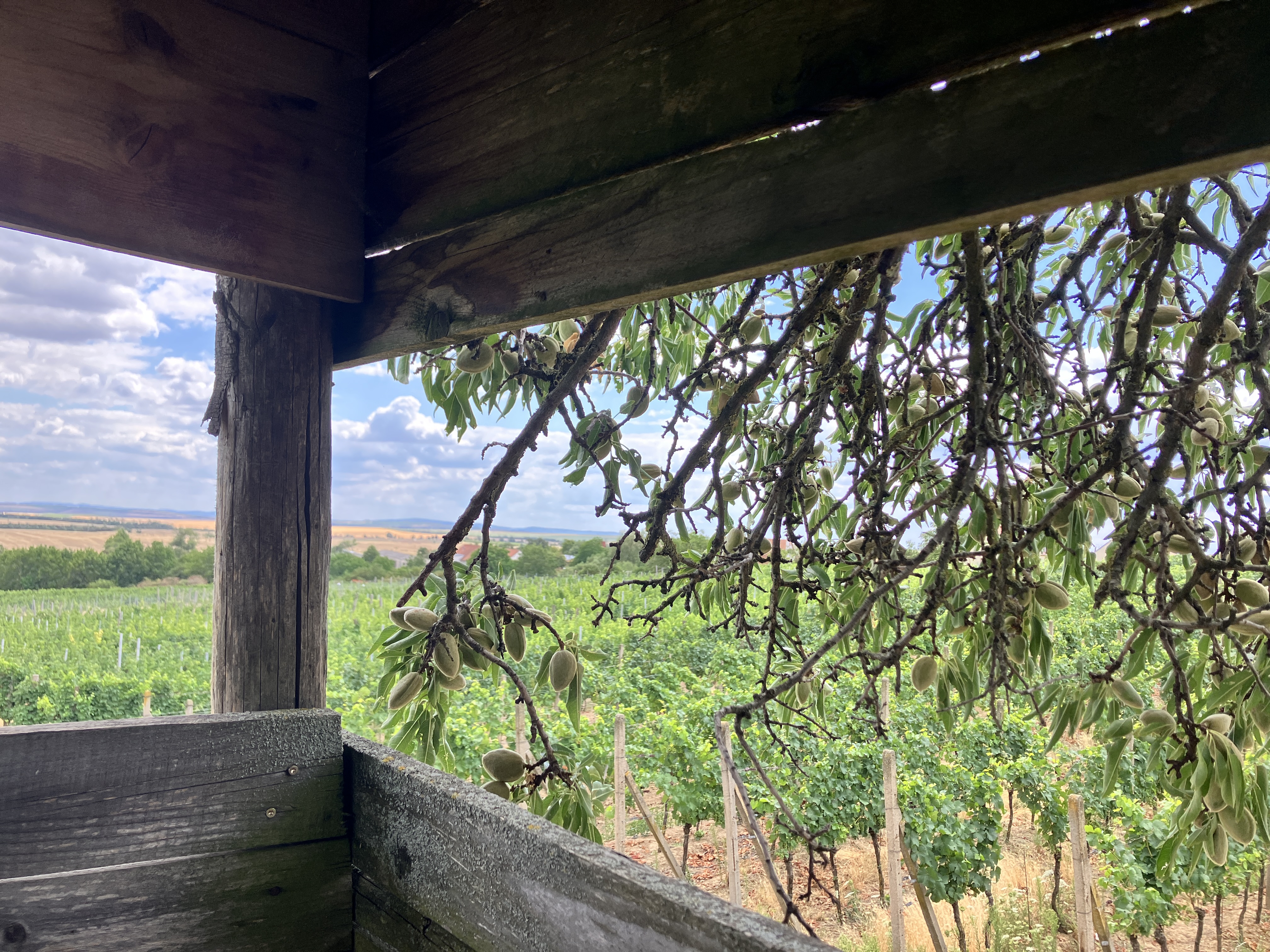 K 96 Winery, s.r.o. foto 2