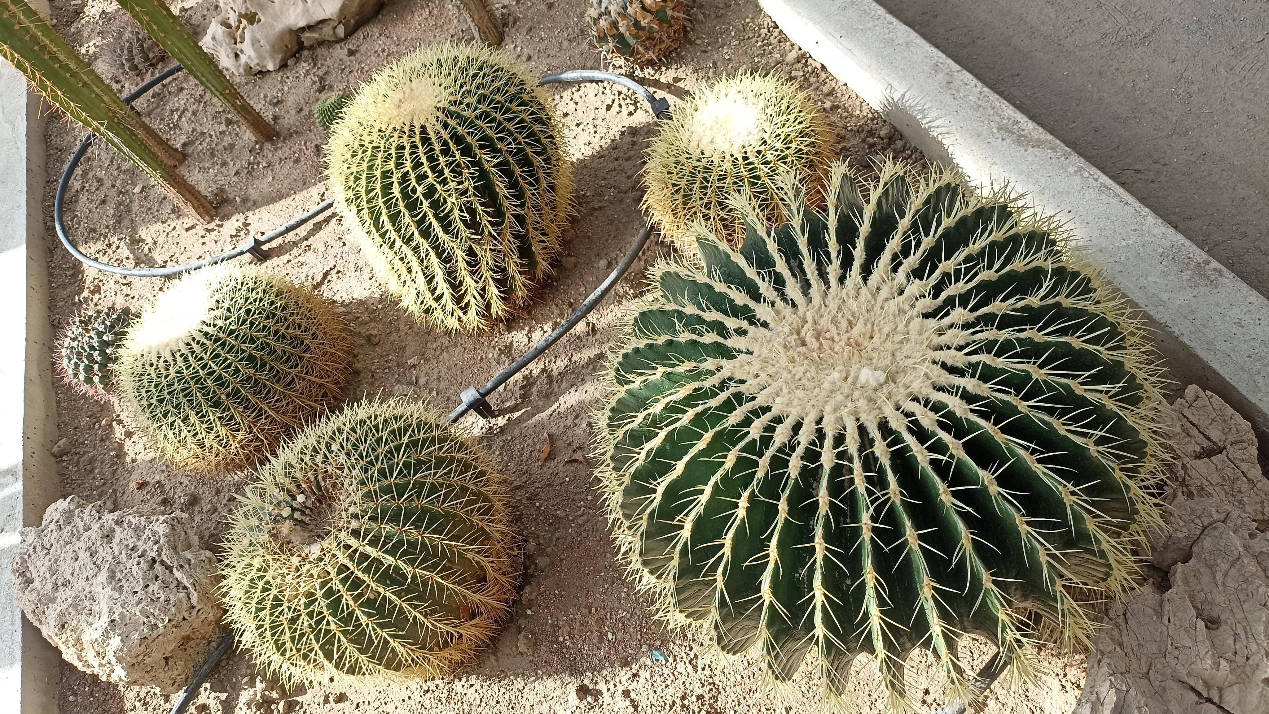Botanická zahrada při VOŠ a SZEŠ v Táboře foto 4