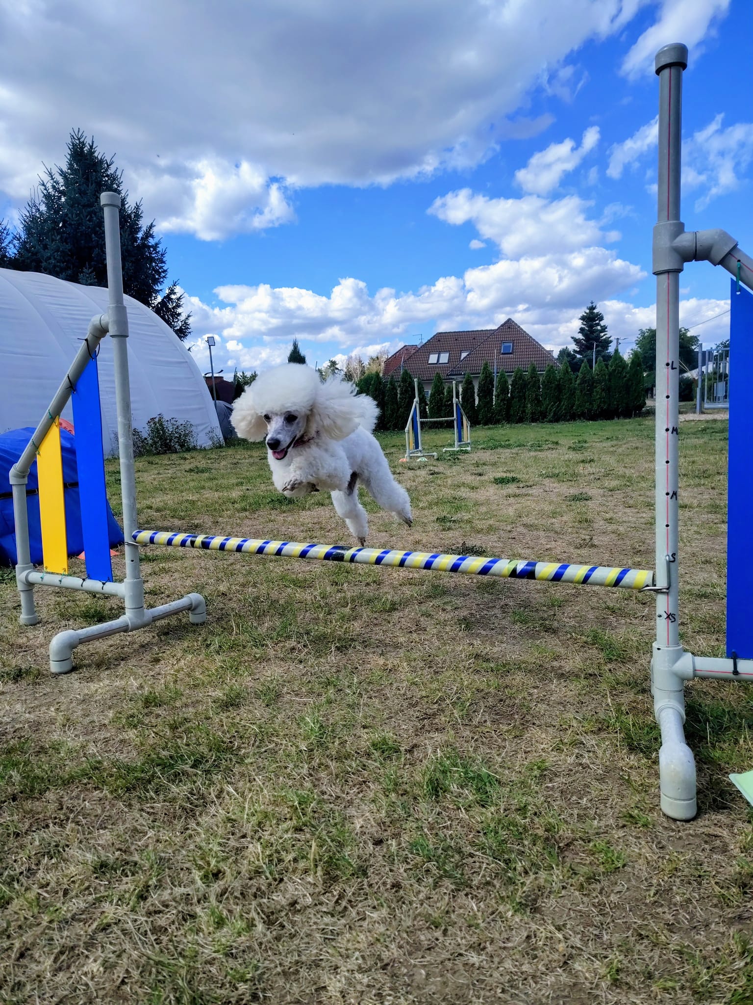 Psí sporty Žabka foto 2