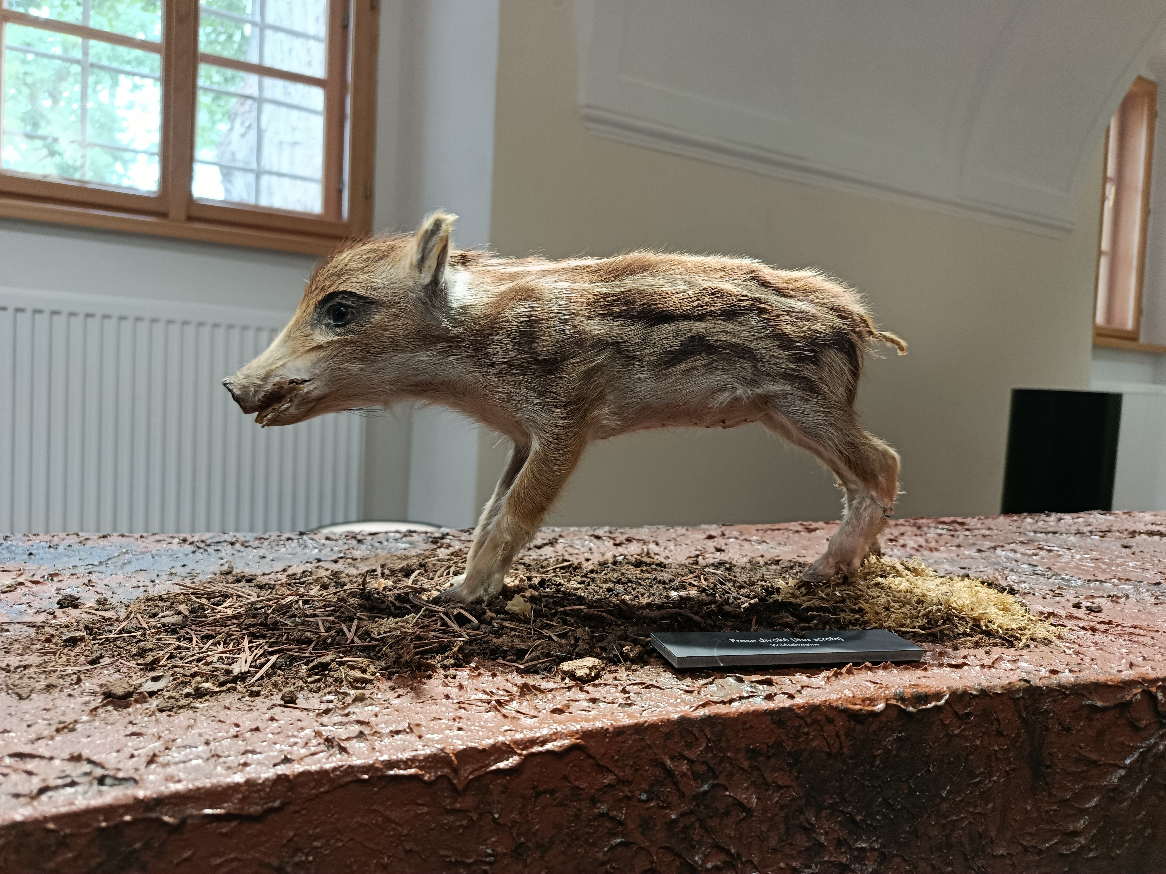 Muzeum Vysočiny Jihlava - pobočka Telč foto 3