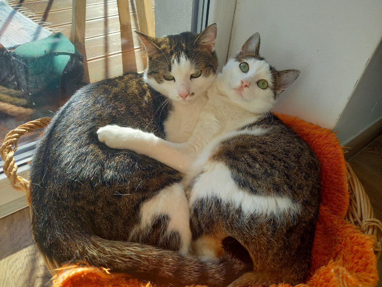 PetClinic foto 2