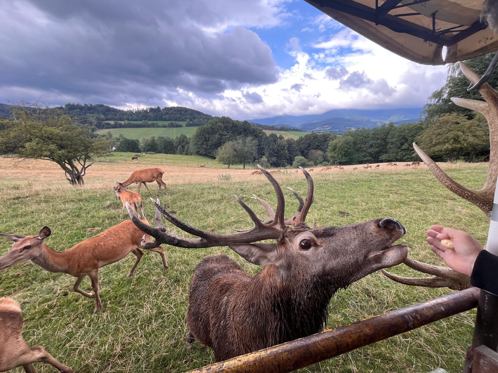 Jelení safari - Koukej farma foto 3