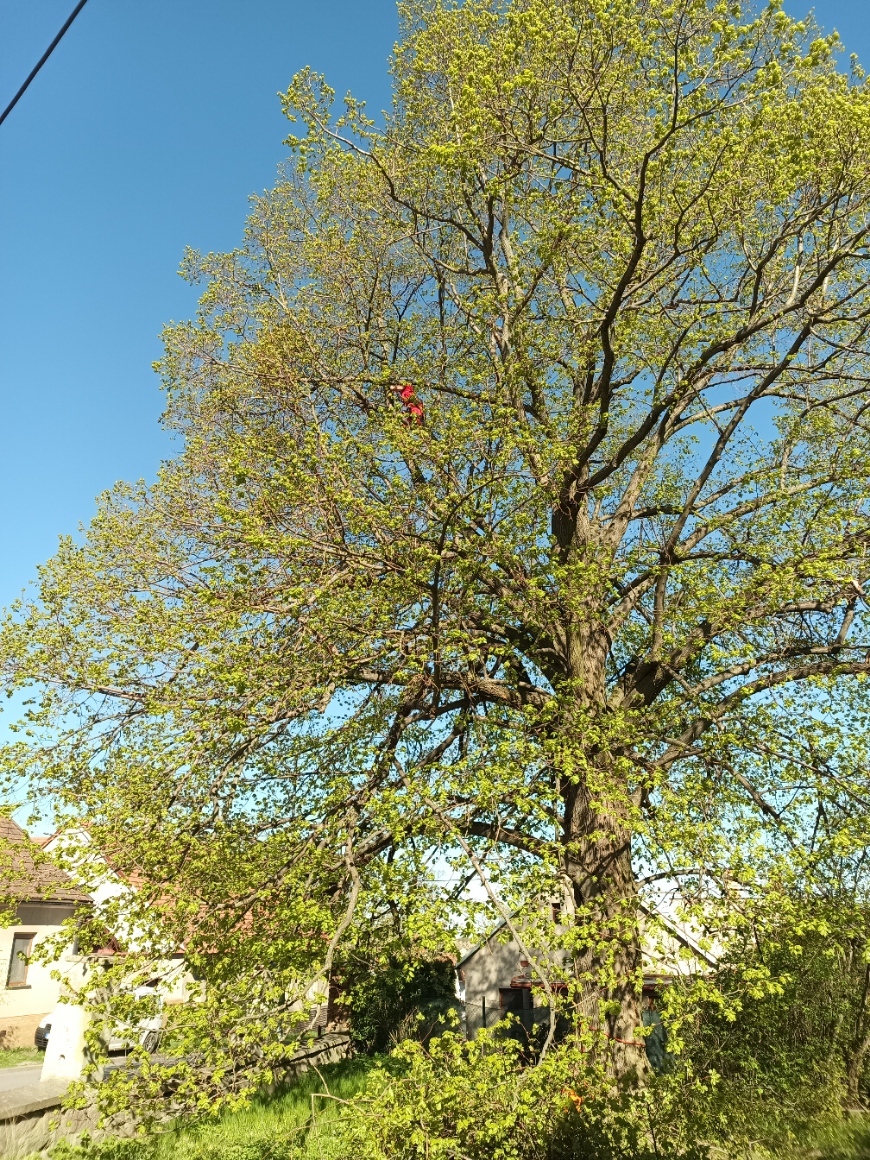 Arboristické práce,rizikové kácení-Jaroslav Kovář foto 6