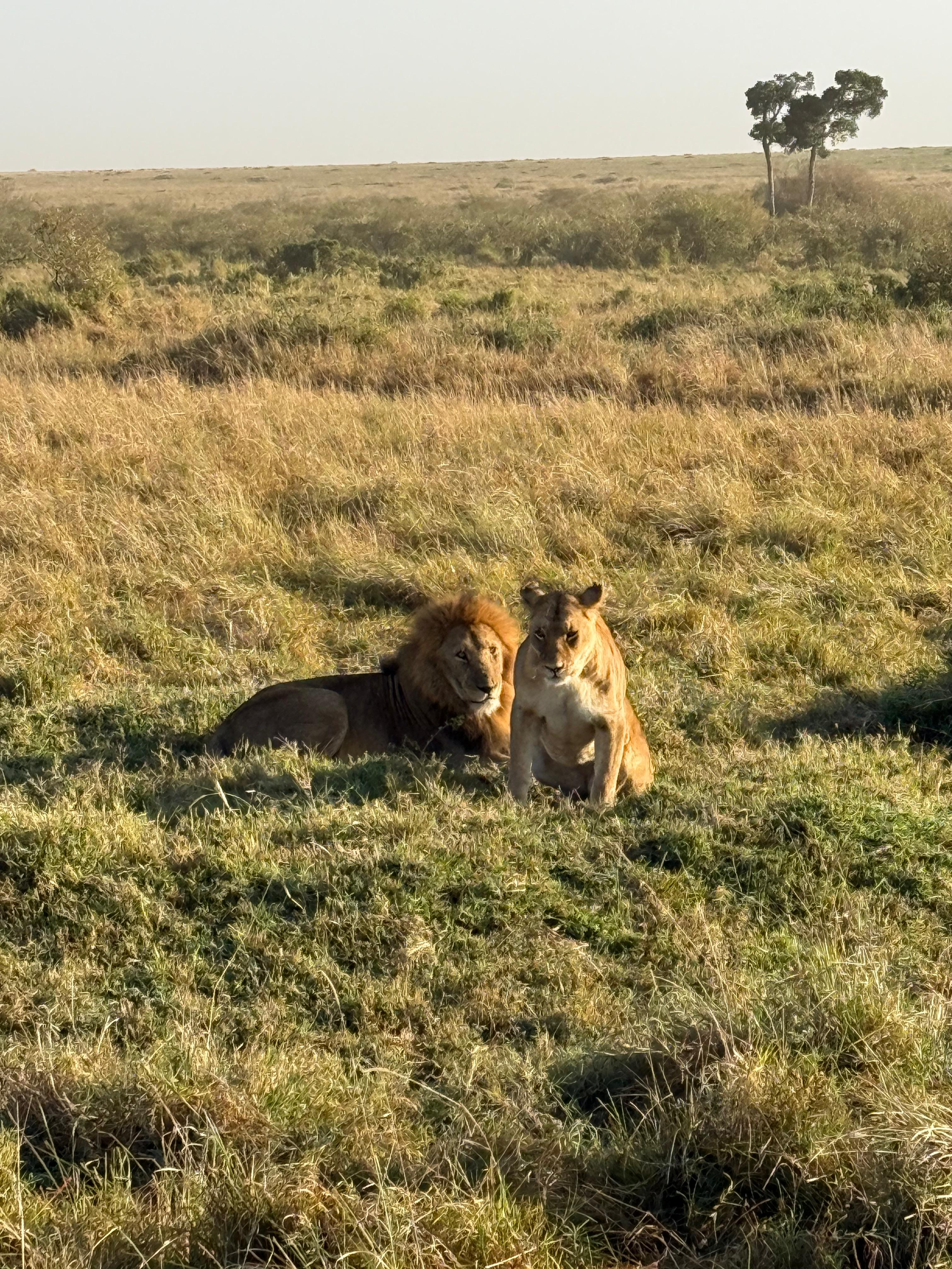Safari Keňa Dickson Bade foto 6