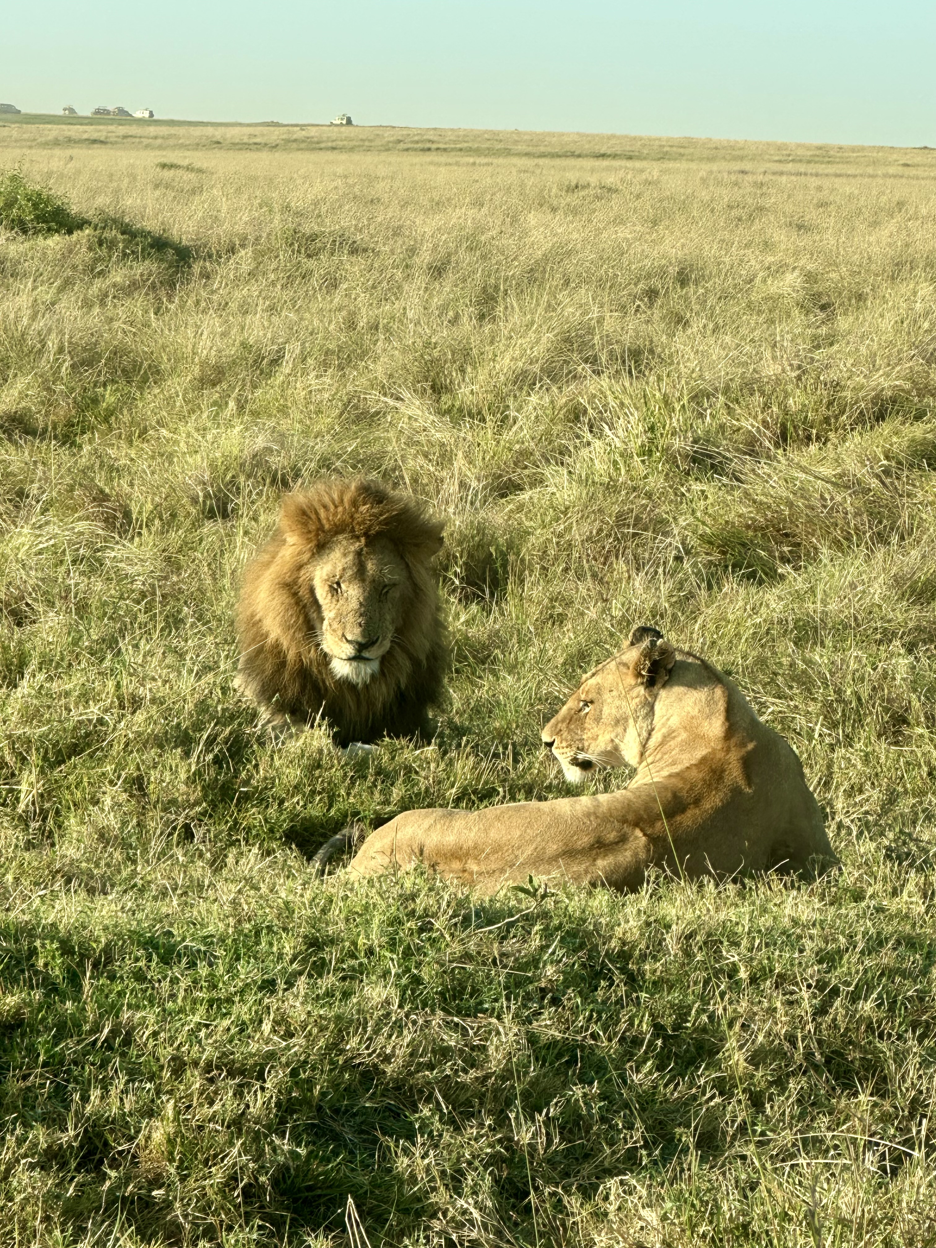 Safari Keňa Dickson Bade foto 4