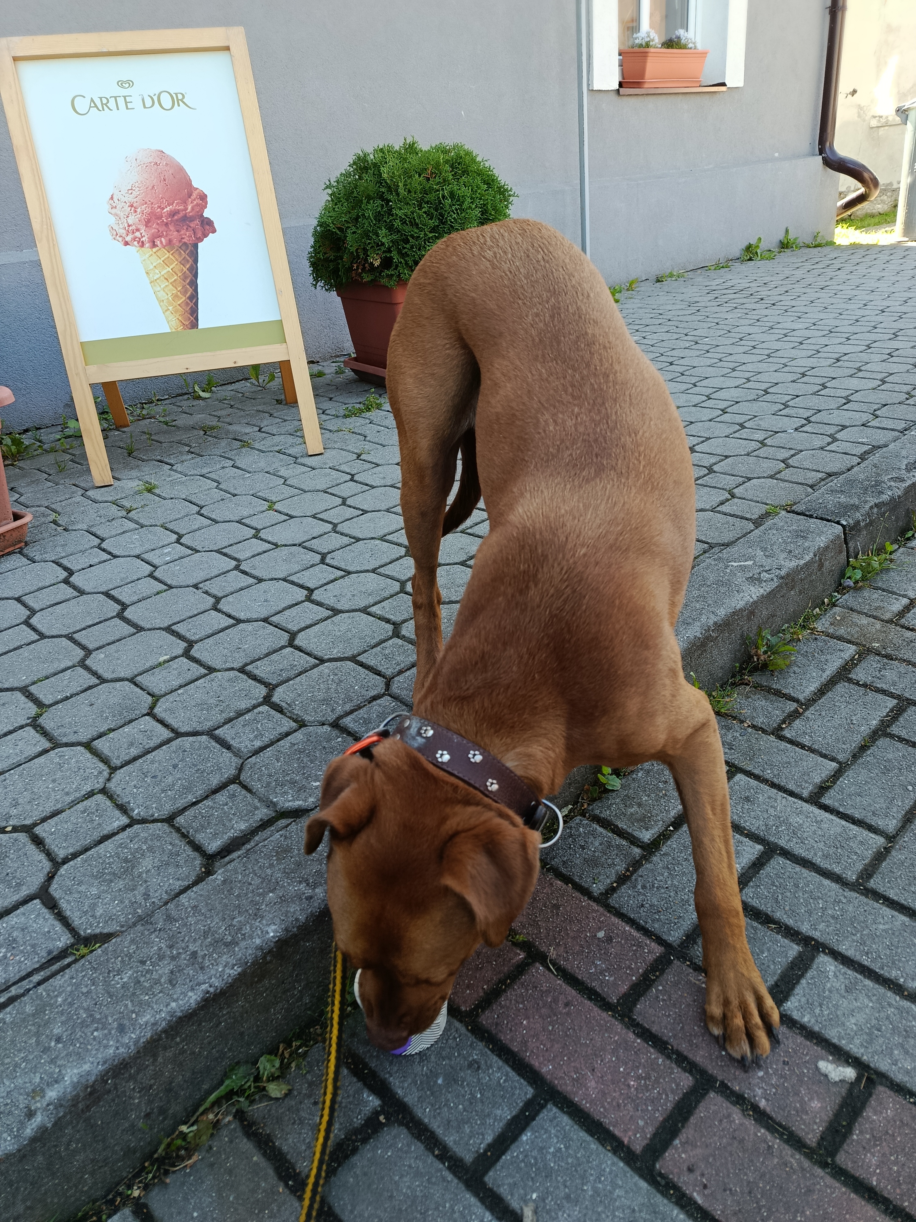 Cukrkavarna Kovářská foto 6