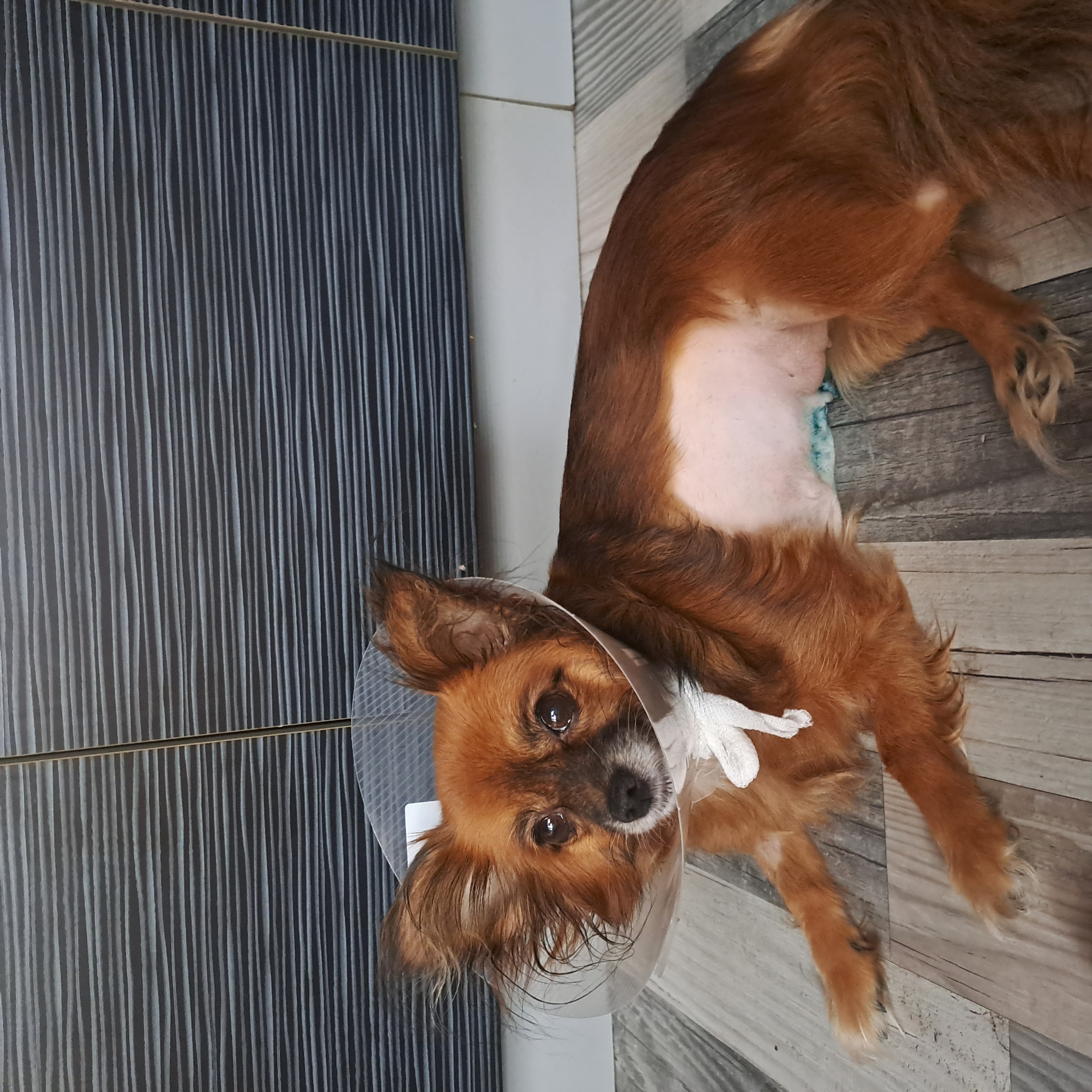 Veterinární ordinace Klatovy, s.r.o. foto 4