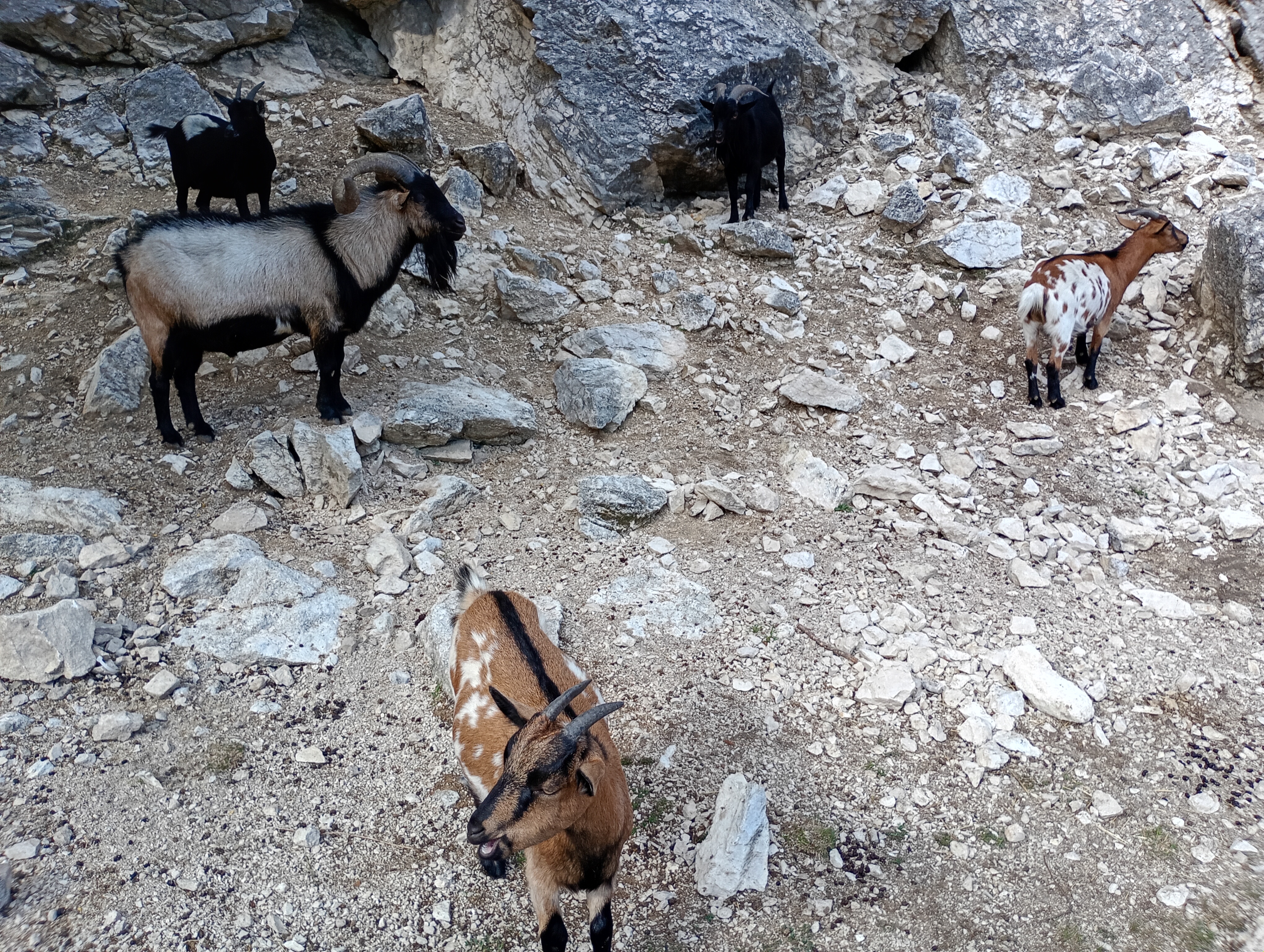 Pony ranč foto 4