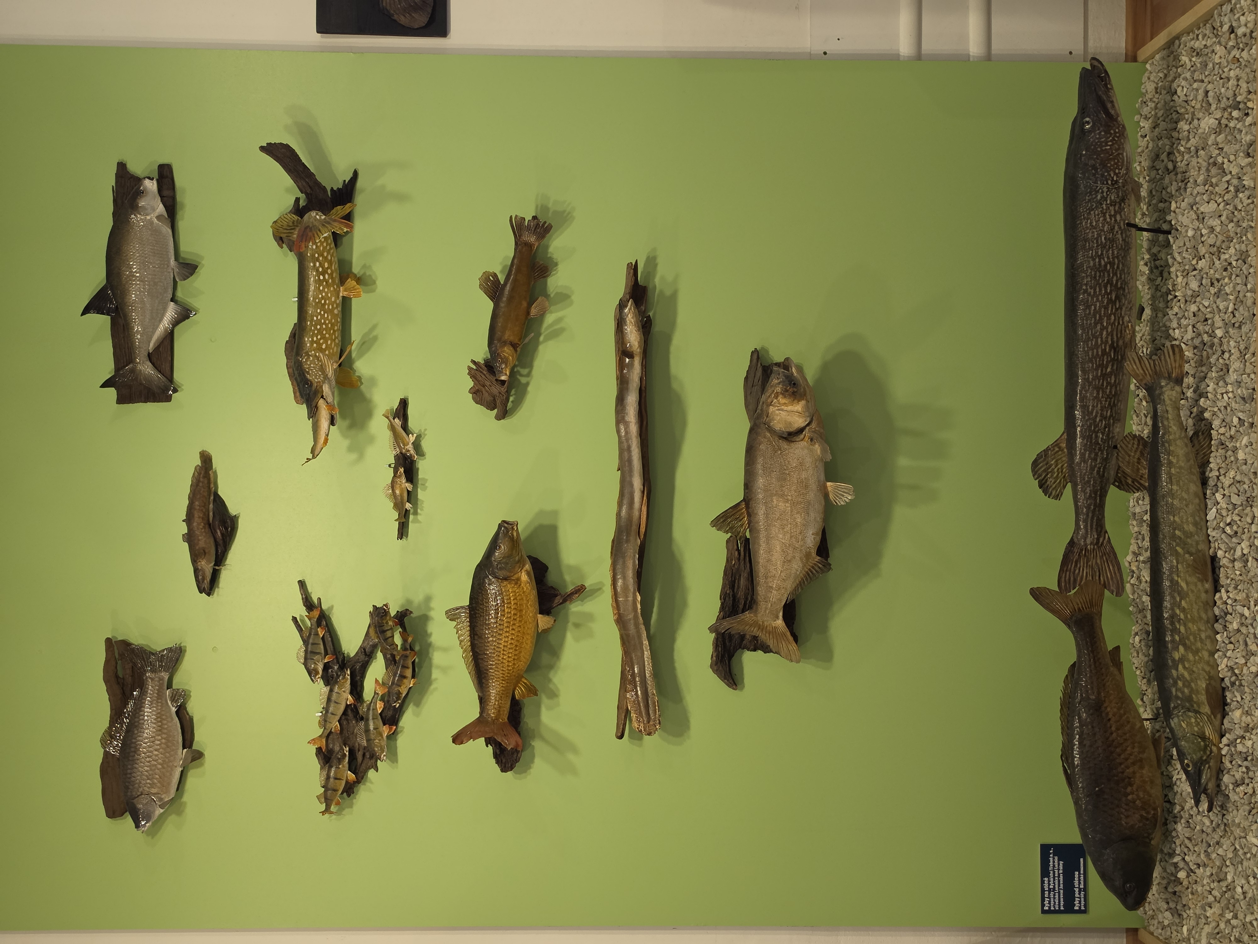 Blatské muzeum Rožmberský dům foto 4