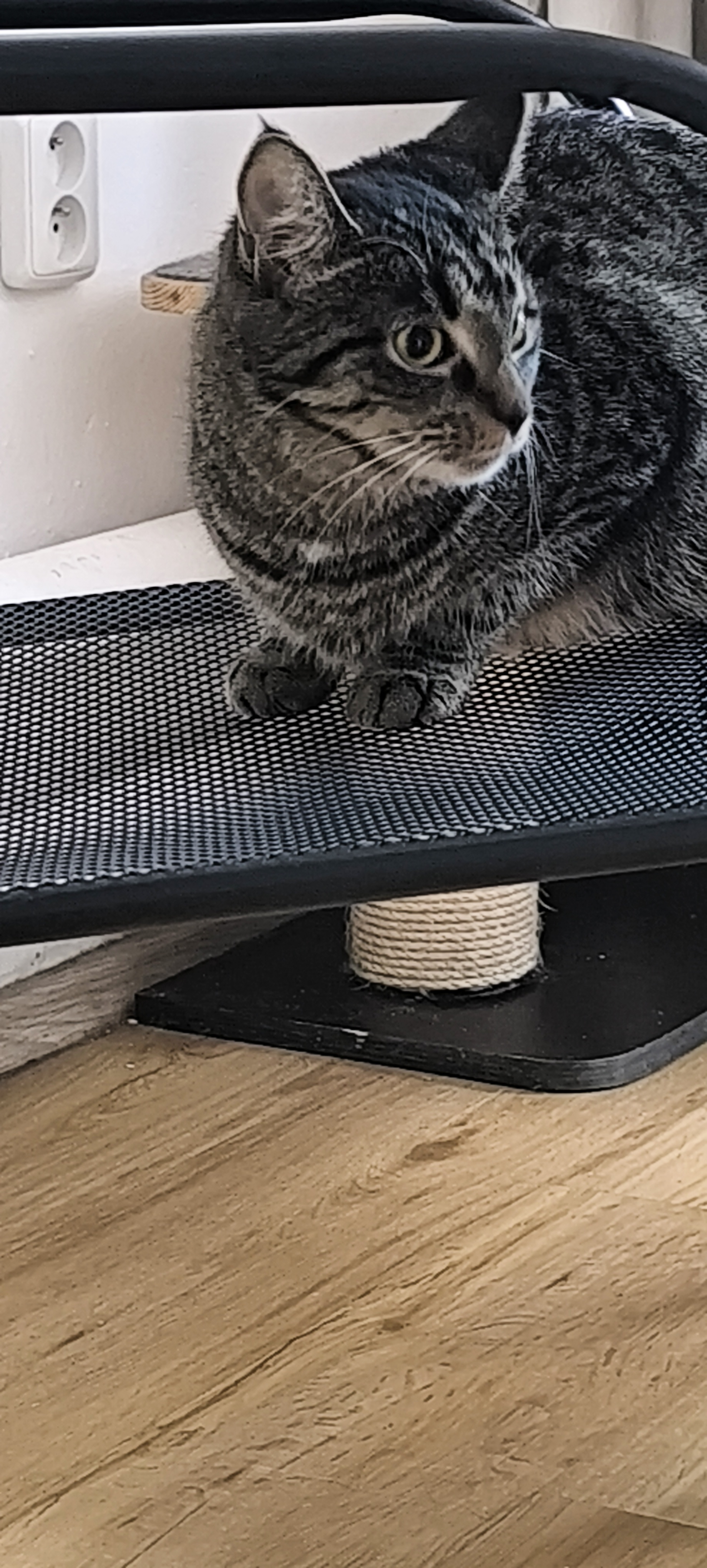 Kočičí Ráj - adopční kavárna foto 2