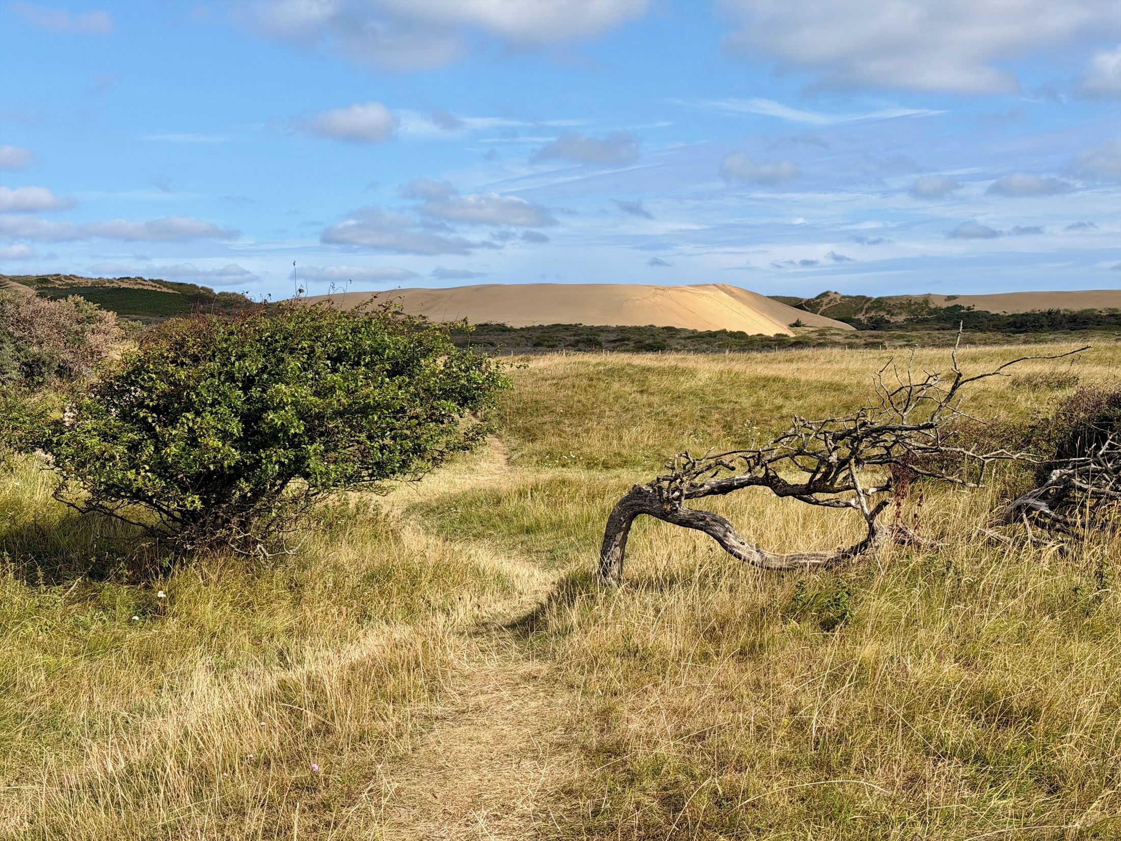 Rubjerg Knude Klitplantage