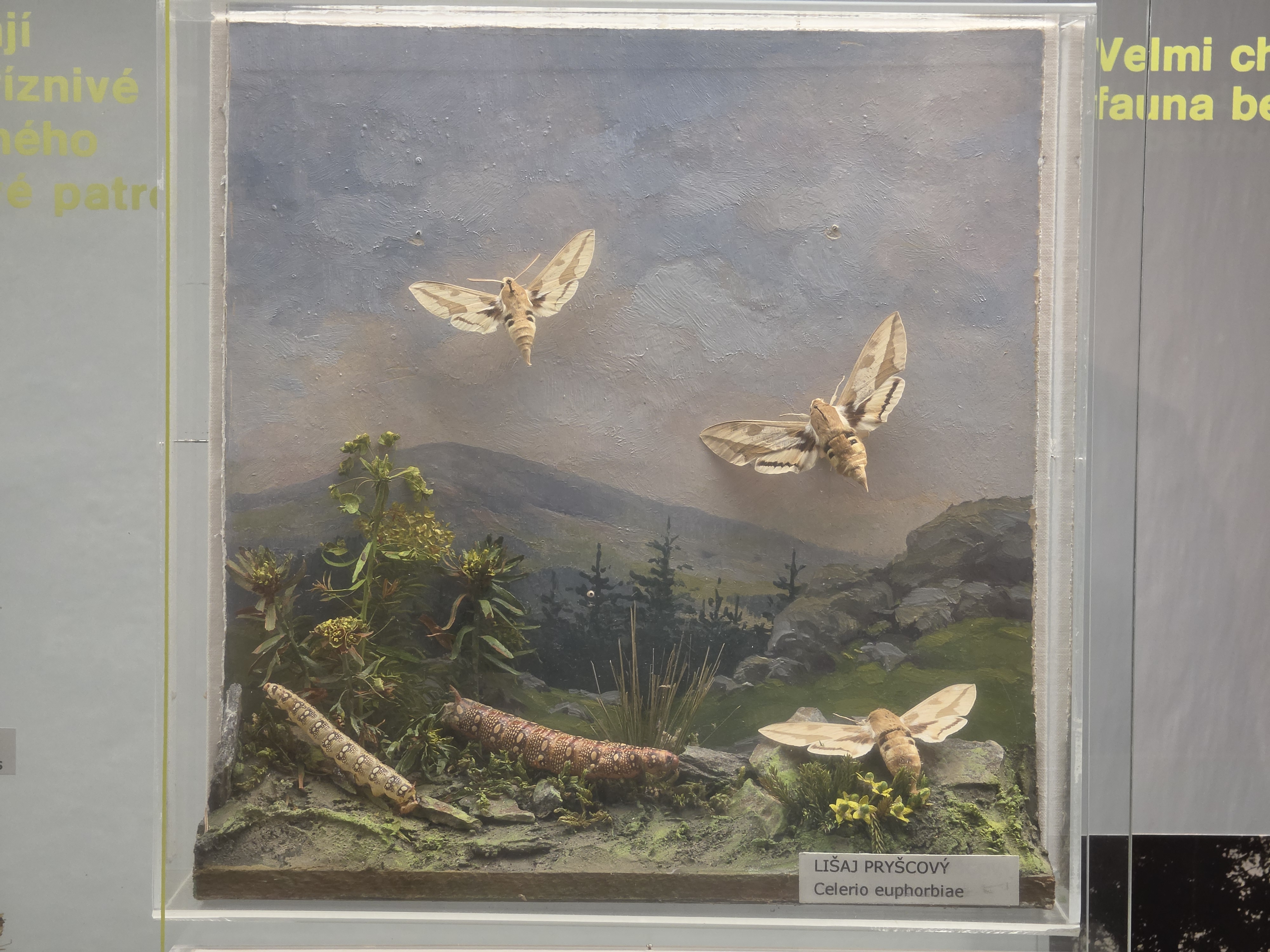 Blatské muzeum Rožmberský dům foto 3