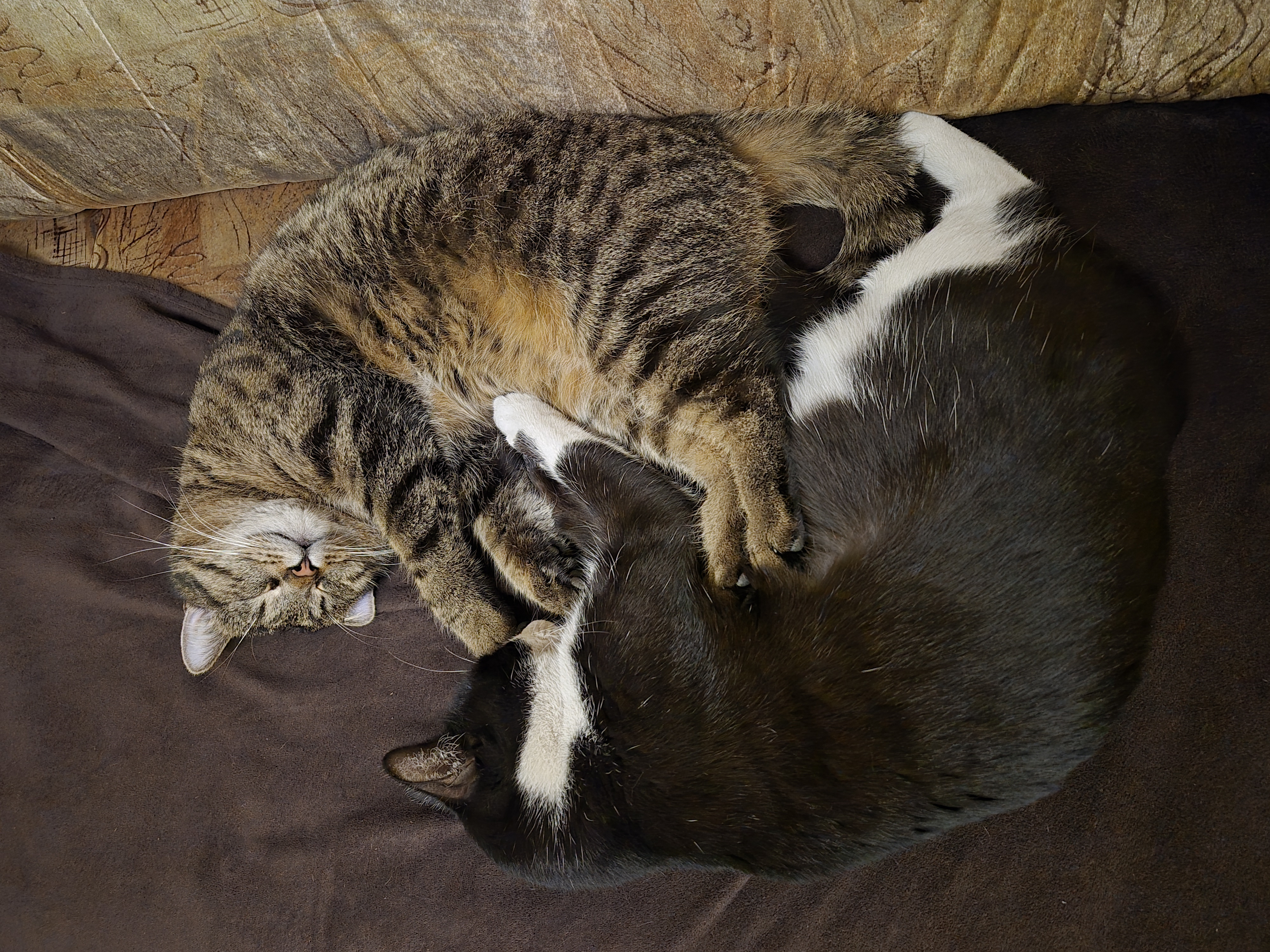 Veterinární klinika Medicanima foto 3