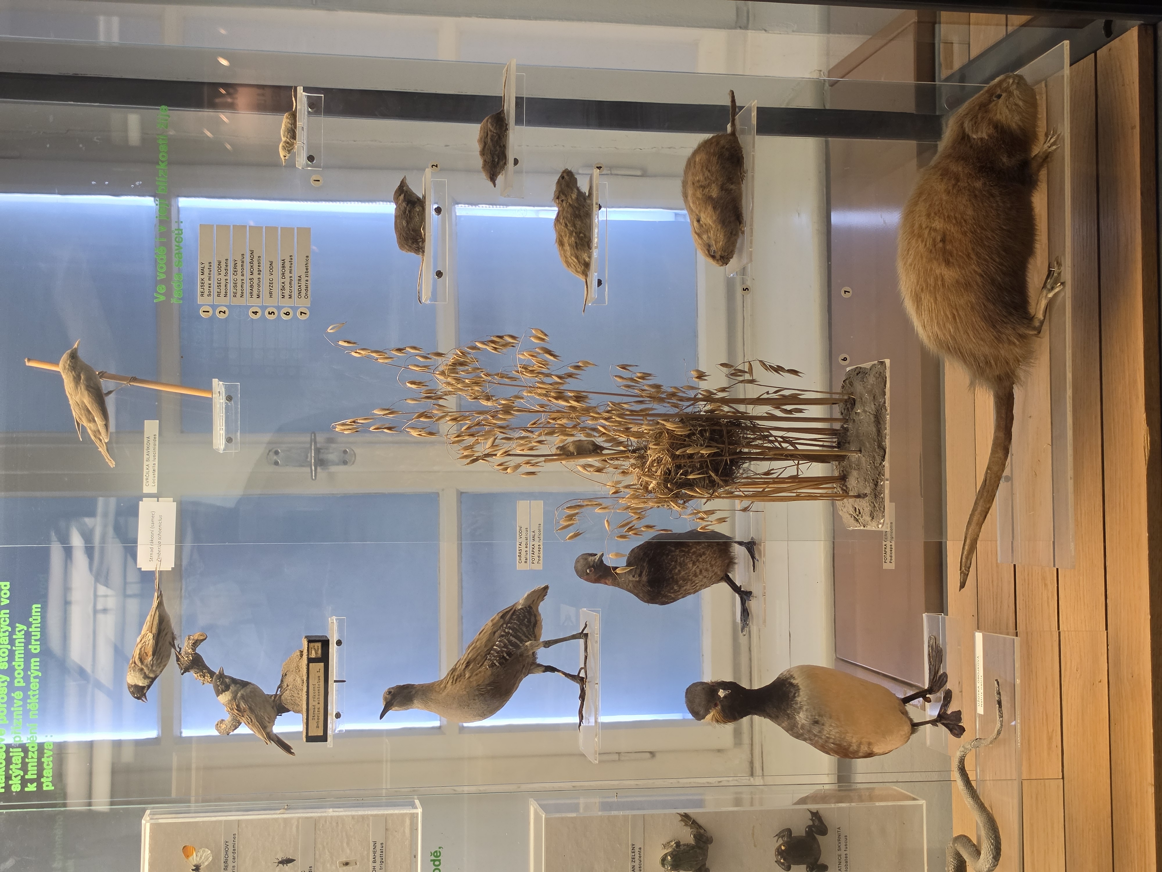 Blatské muzeum Rožmberský dům foto 6