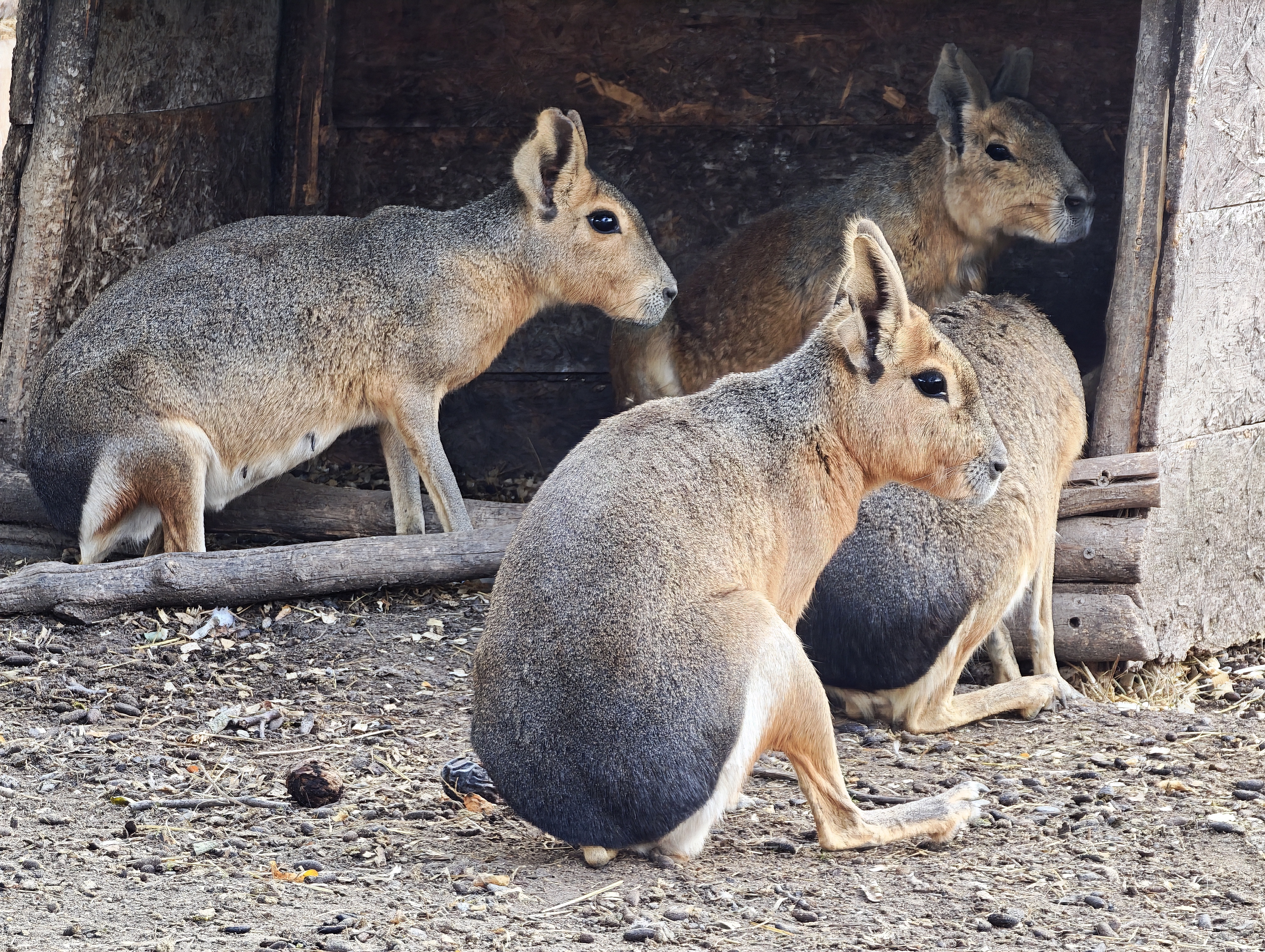 Zoopark Olovnice foto 5