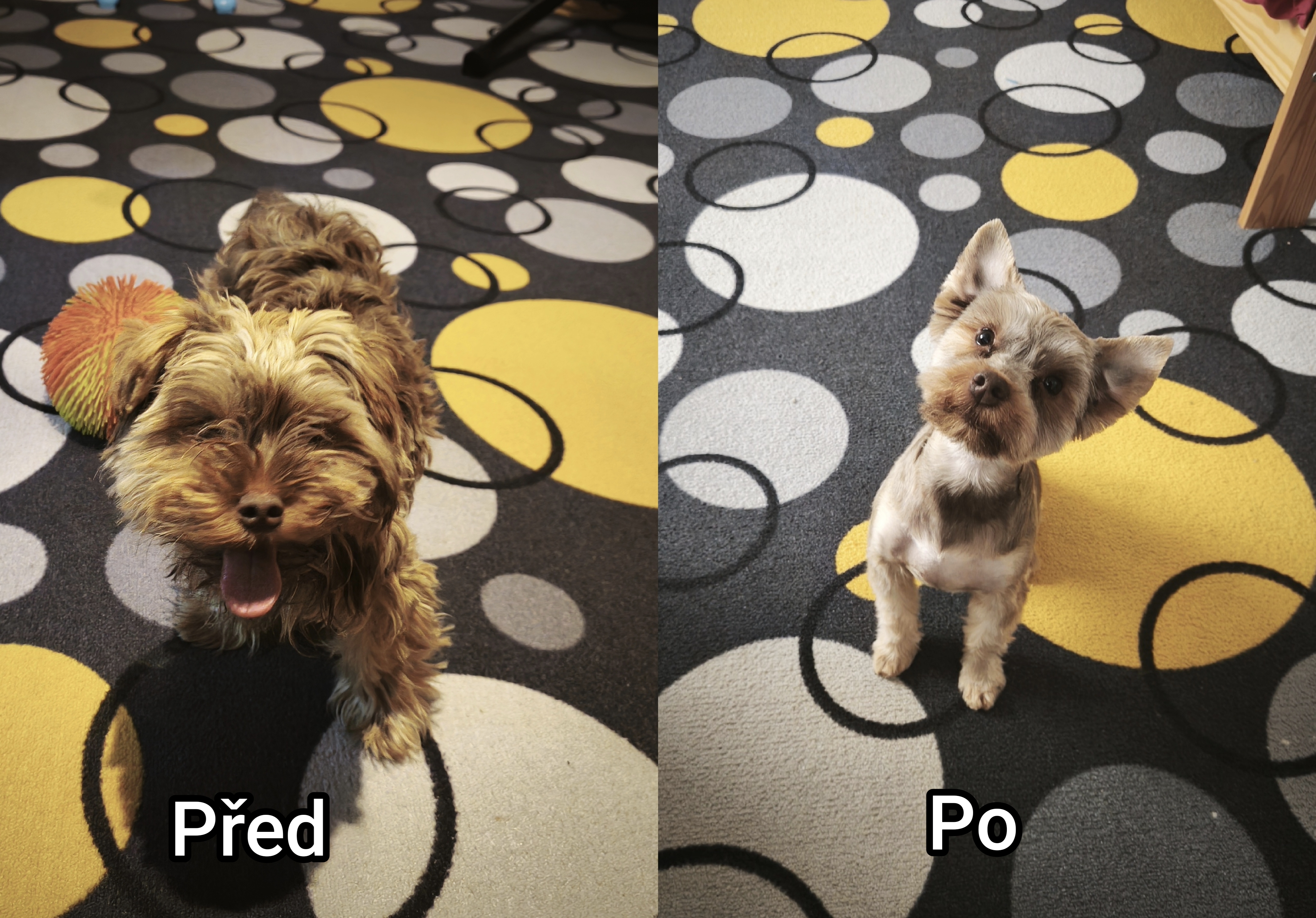 Psí salon Hodonín, Betášová foto 2