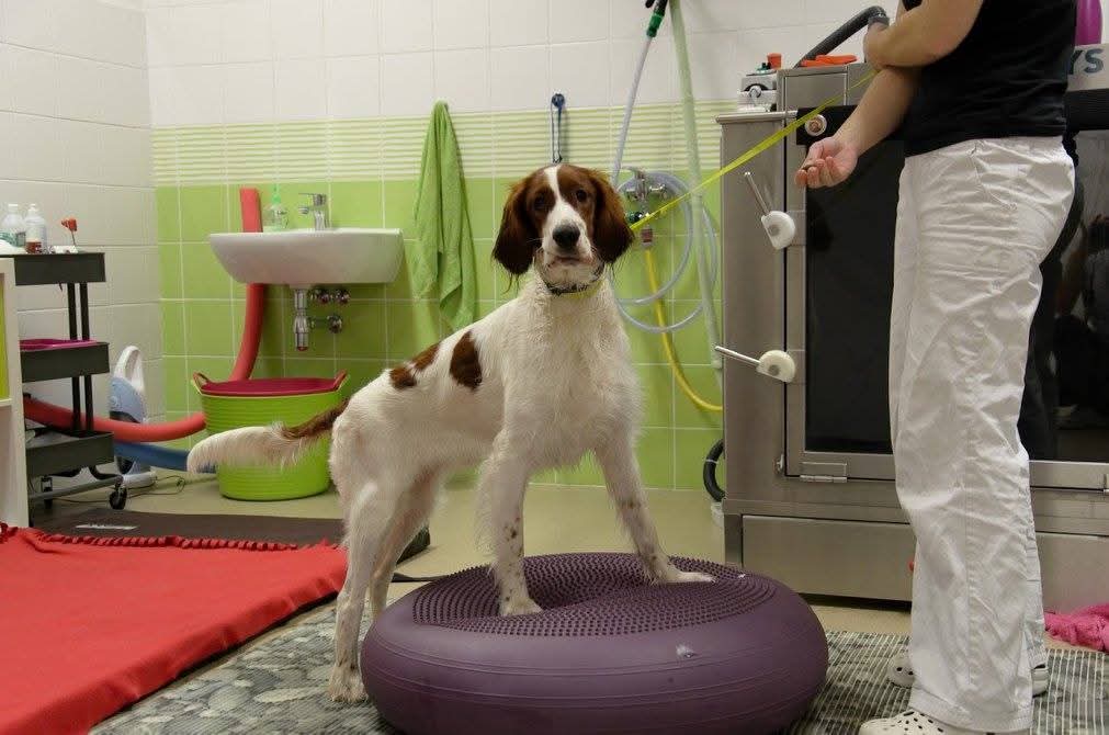 DOG GURU foto 2