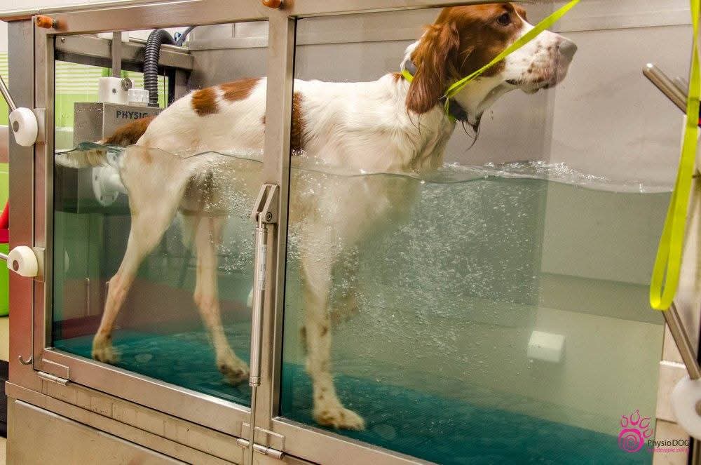 DOG GURU foto 1
