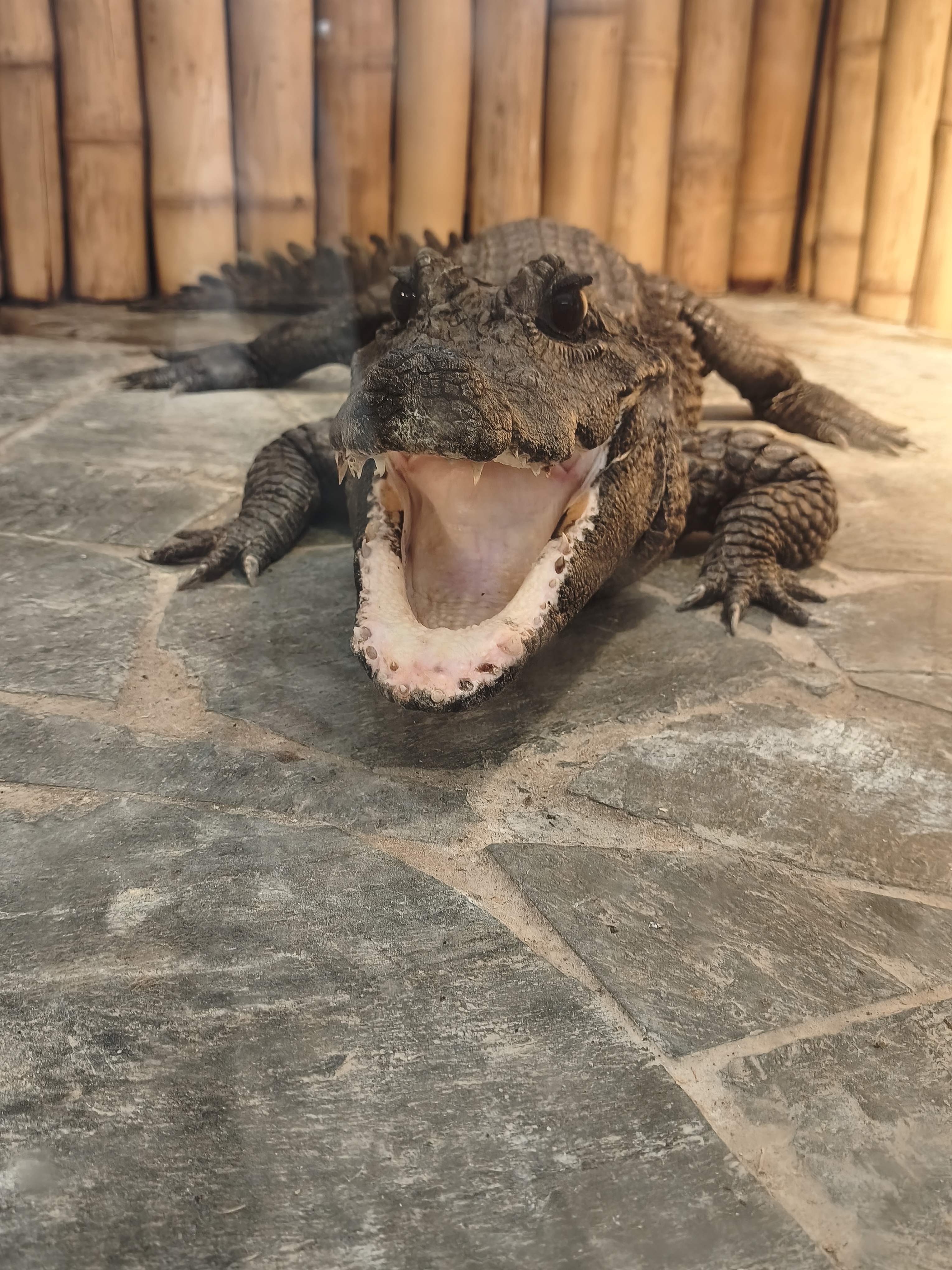 Krokodýlí a želví ZOO Praha foto 4