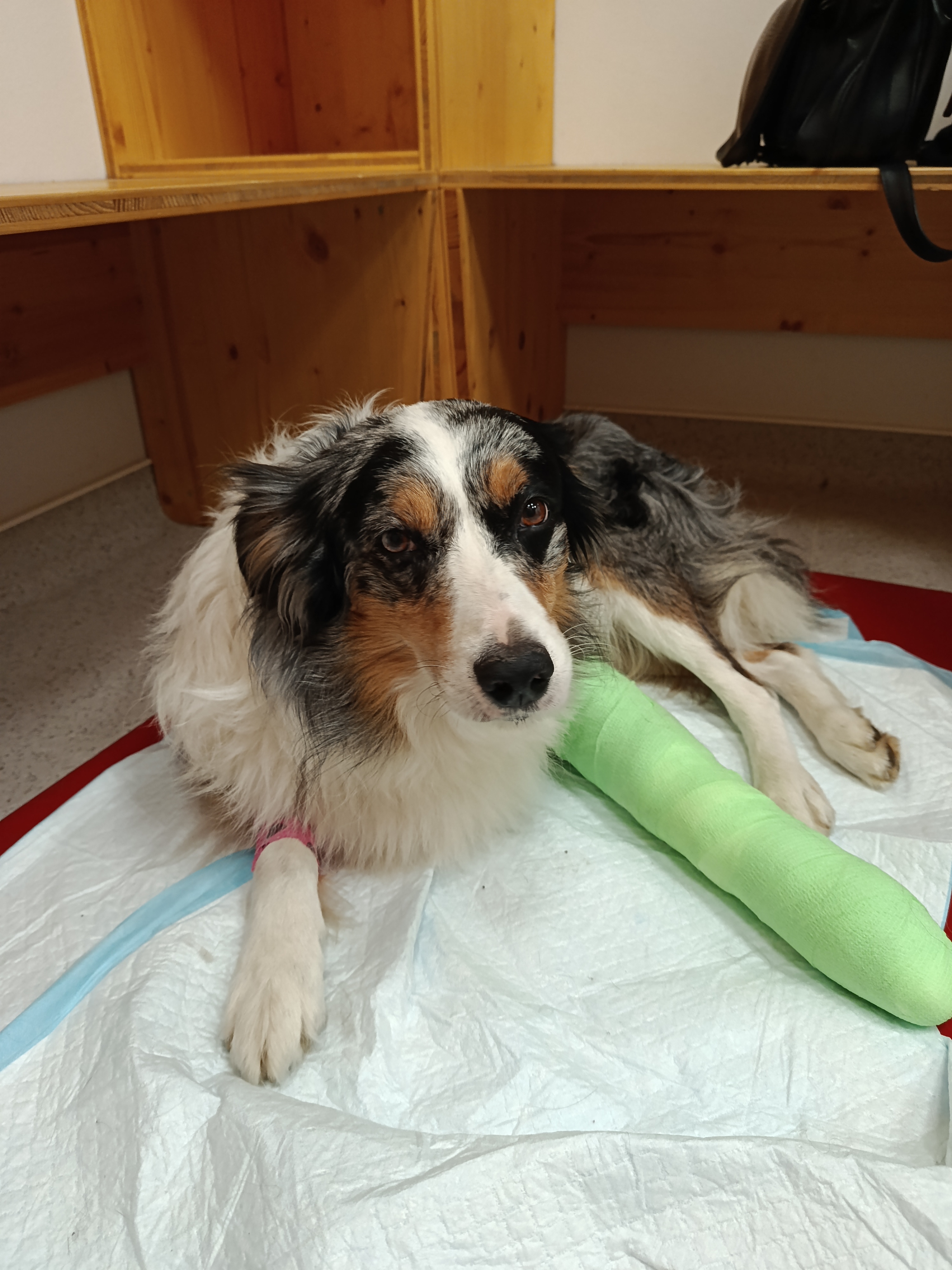 Karakal Veterinární klinika foto 2